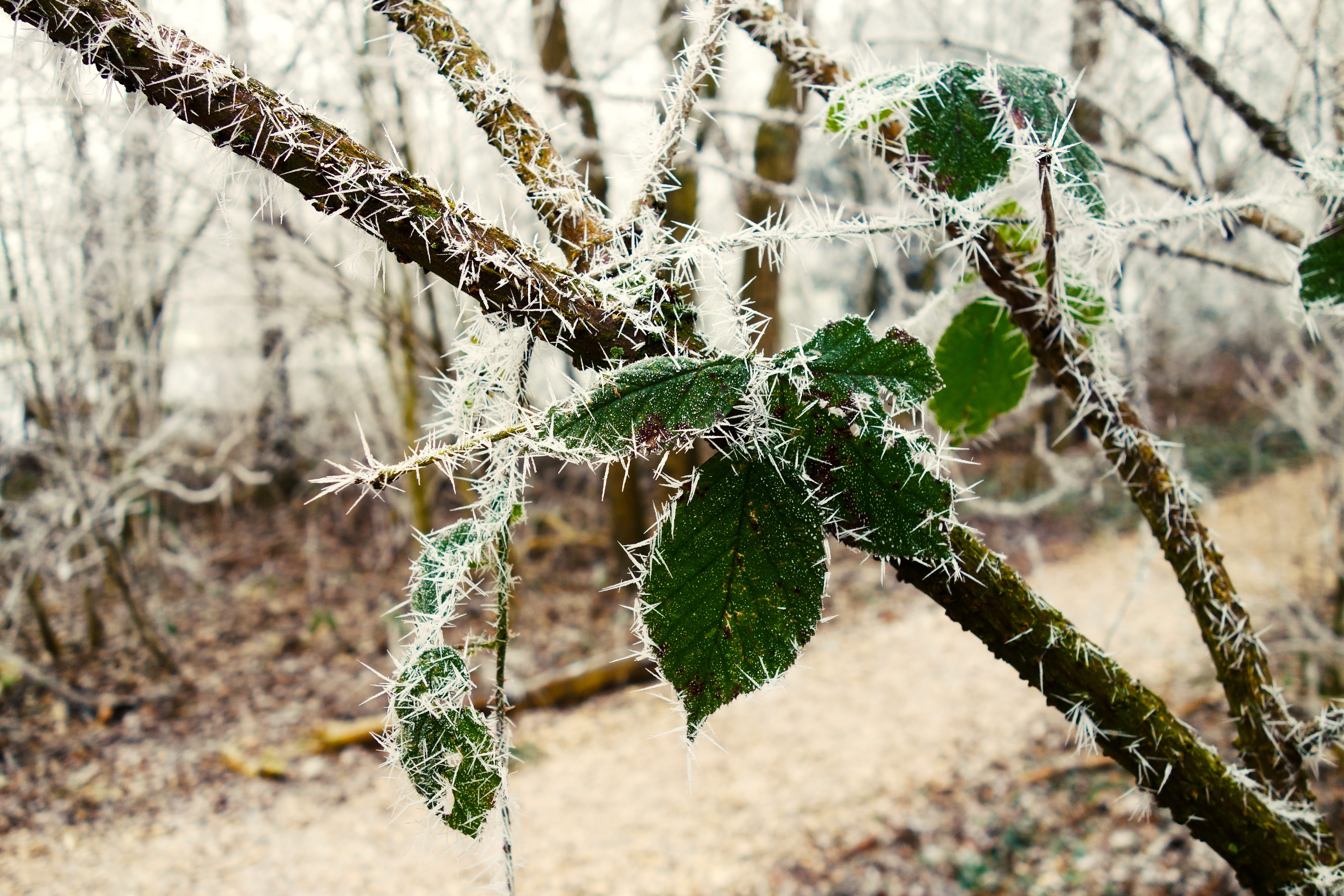 focus on foreground, green color, selective focus, leaf, hoarfrost, winter, close-up, amstelpark, amsterdam, netherlands, plant part, lane, plant, fragility, HD Wallpaper