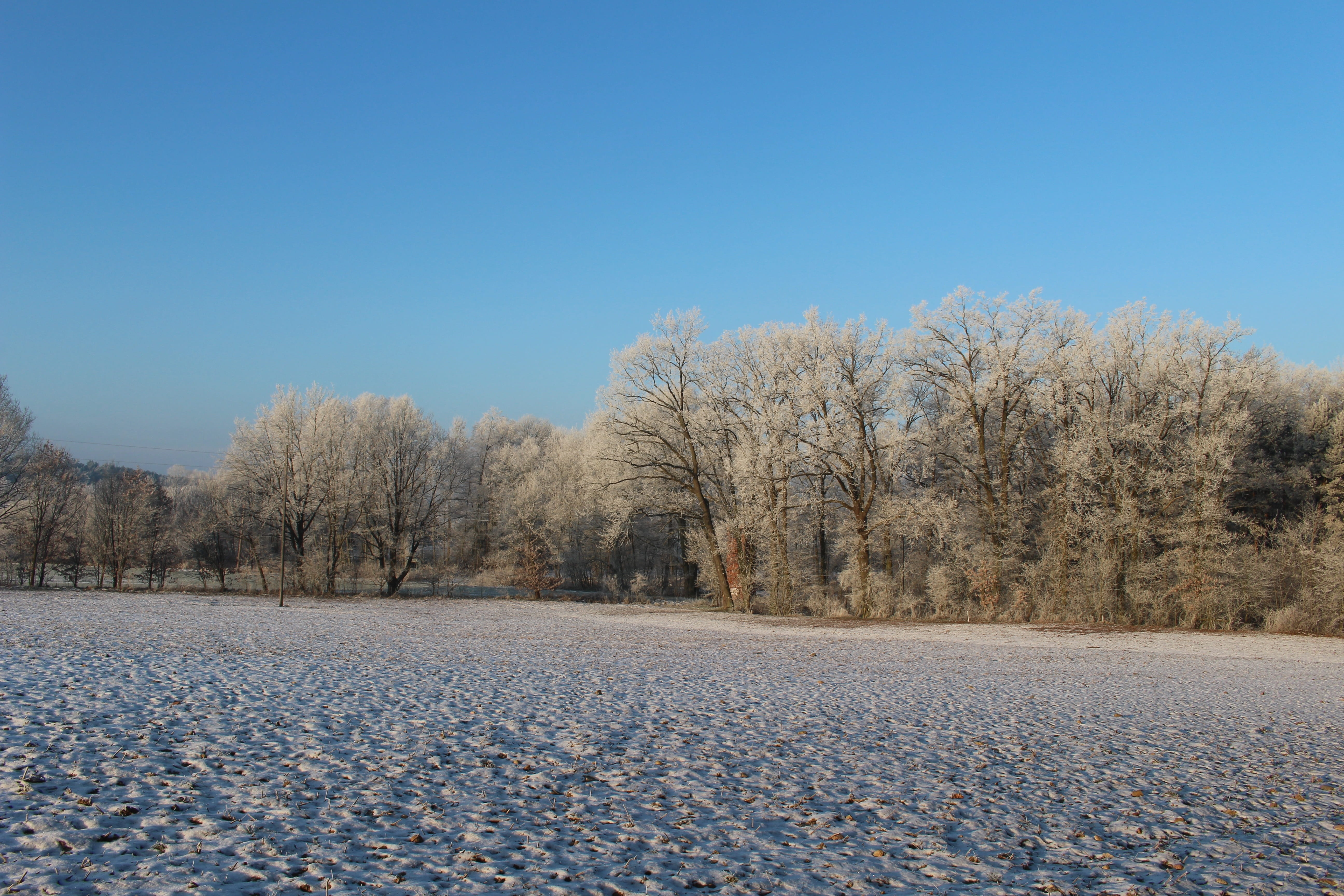 cold temperature, plant, bare tree, sky, blue, Frost, Cold, land, beauty in nature, tranquility, tranquil scene, icy, no people, Landscape, winter, environment, HD Wallpaper