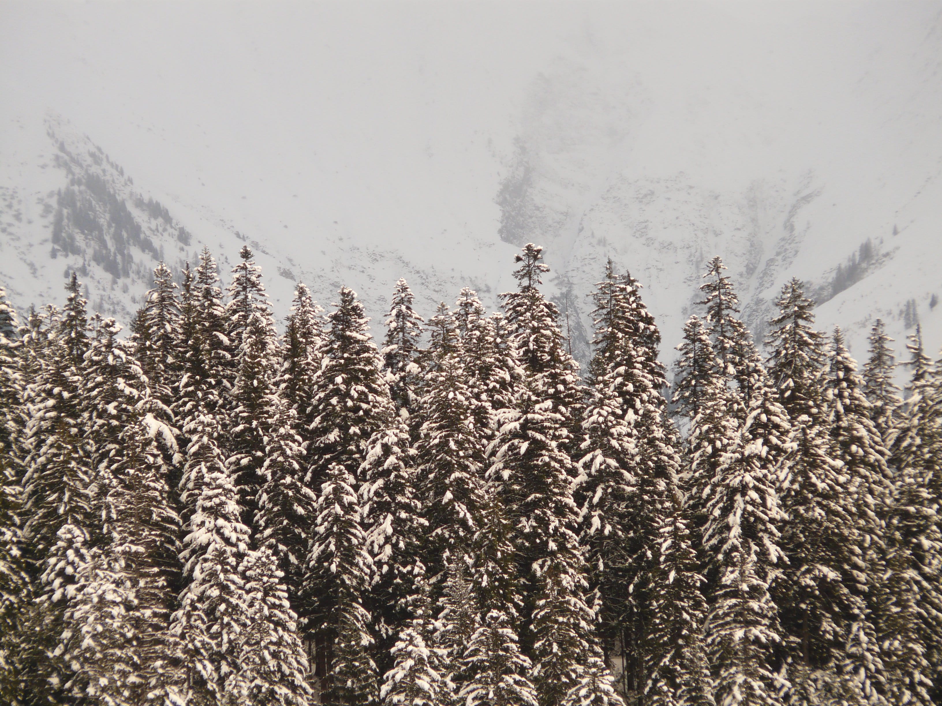 cold temperature, Firs, scenics - nature, day, fir forest, woodland, Snowy, beauty in nature, trees, cold, tranquil scene, 2K, sky, outdoors, mountain, HD Wallpaper