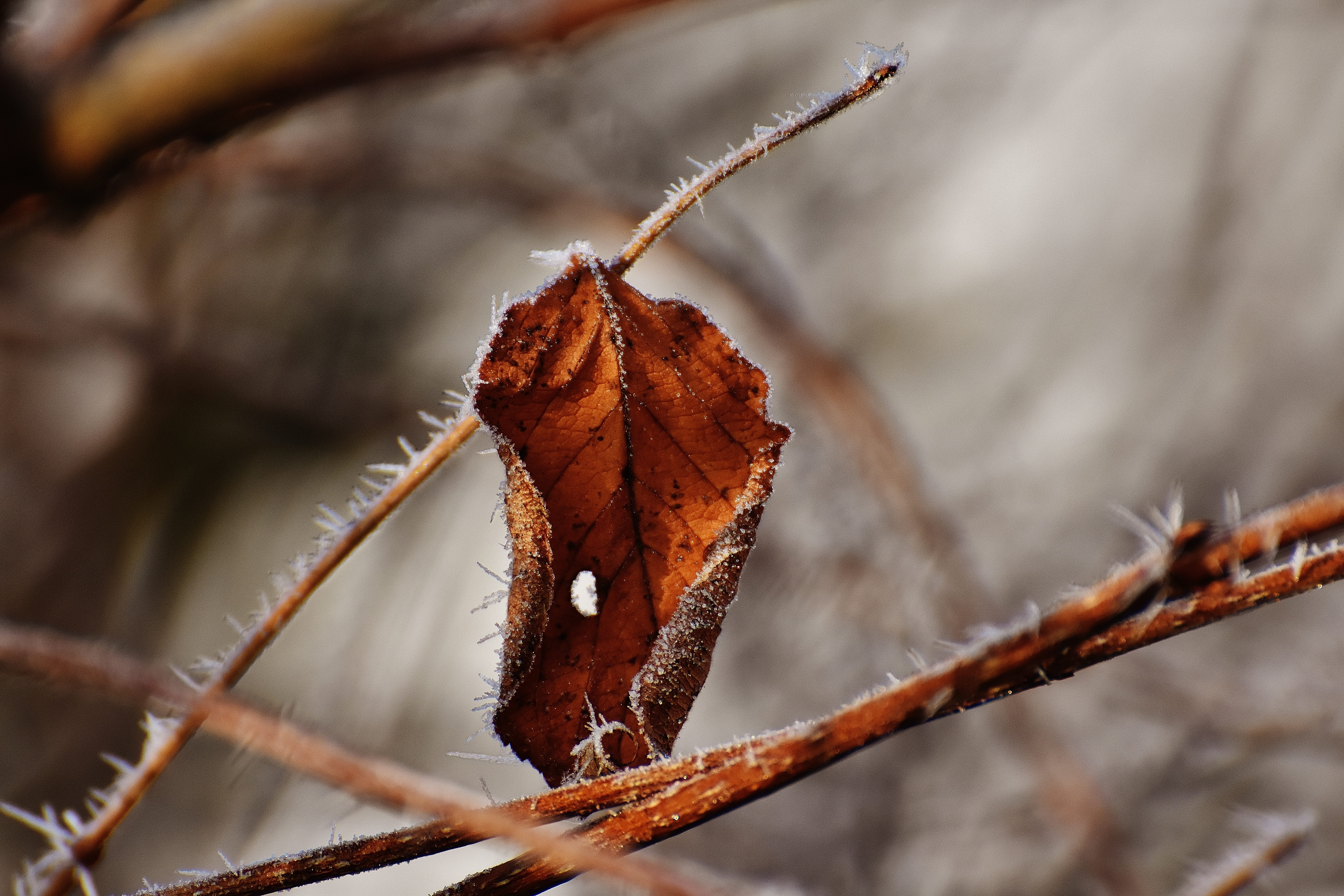 beauty in nature, vulnerability, autumn, natural condition, Hoarfrost, dead plant, Frost, dried plant, dried, day, Leaf, outdoors, icy, plant part, nature, HD Wallpaper