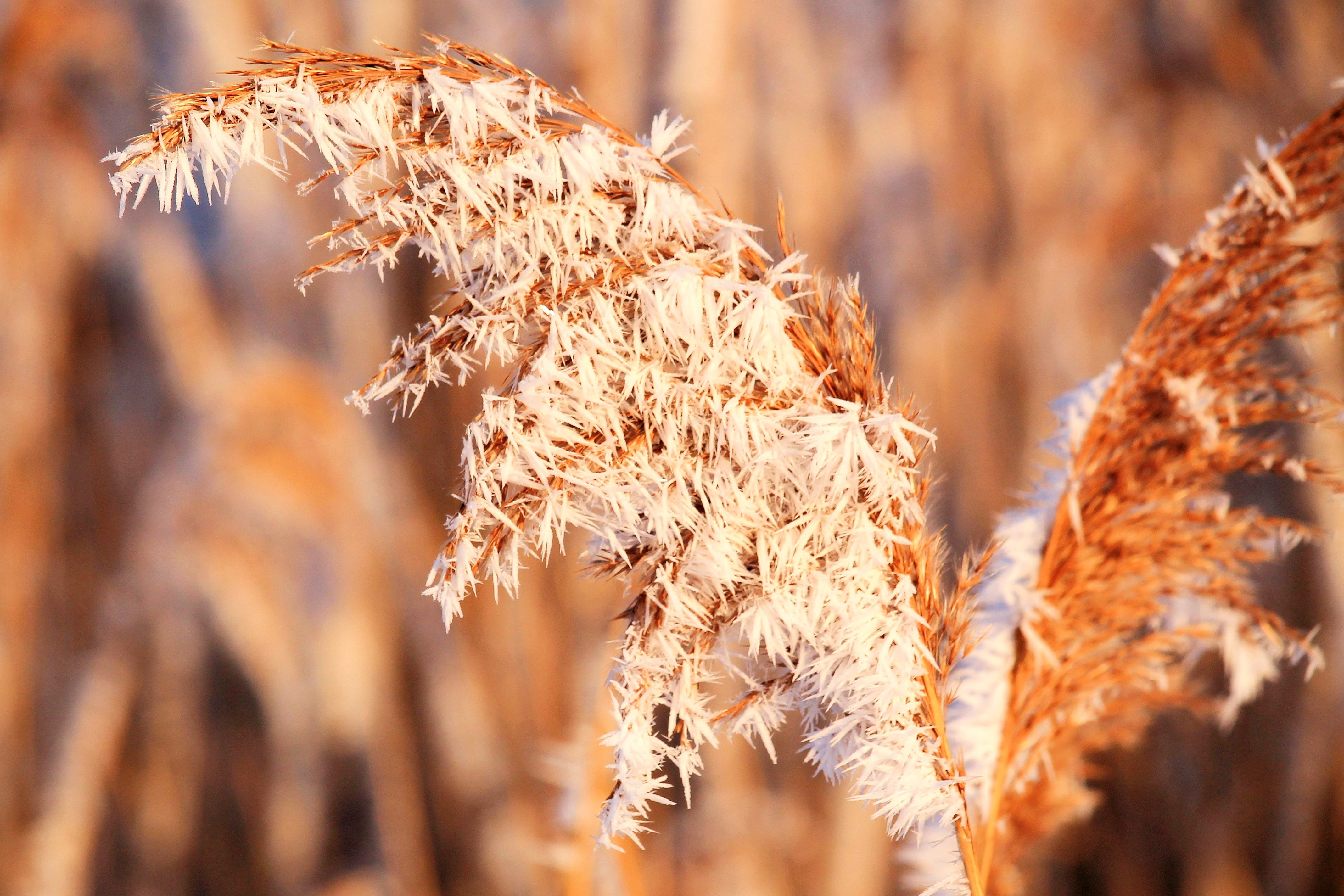 backgrounds, 4K, eiskristalle, outdoors, crop, Ripe, plant, cold temperature, no people, Icy, wintry, focus on foreground, selective focus, close-up, Winter, HD Wallpaper