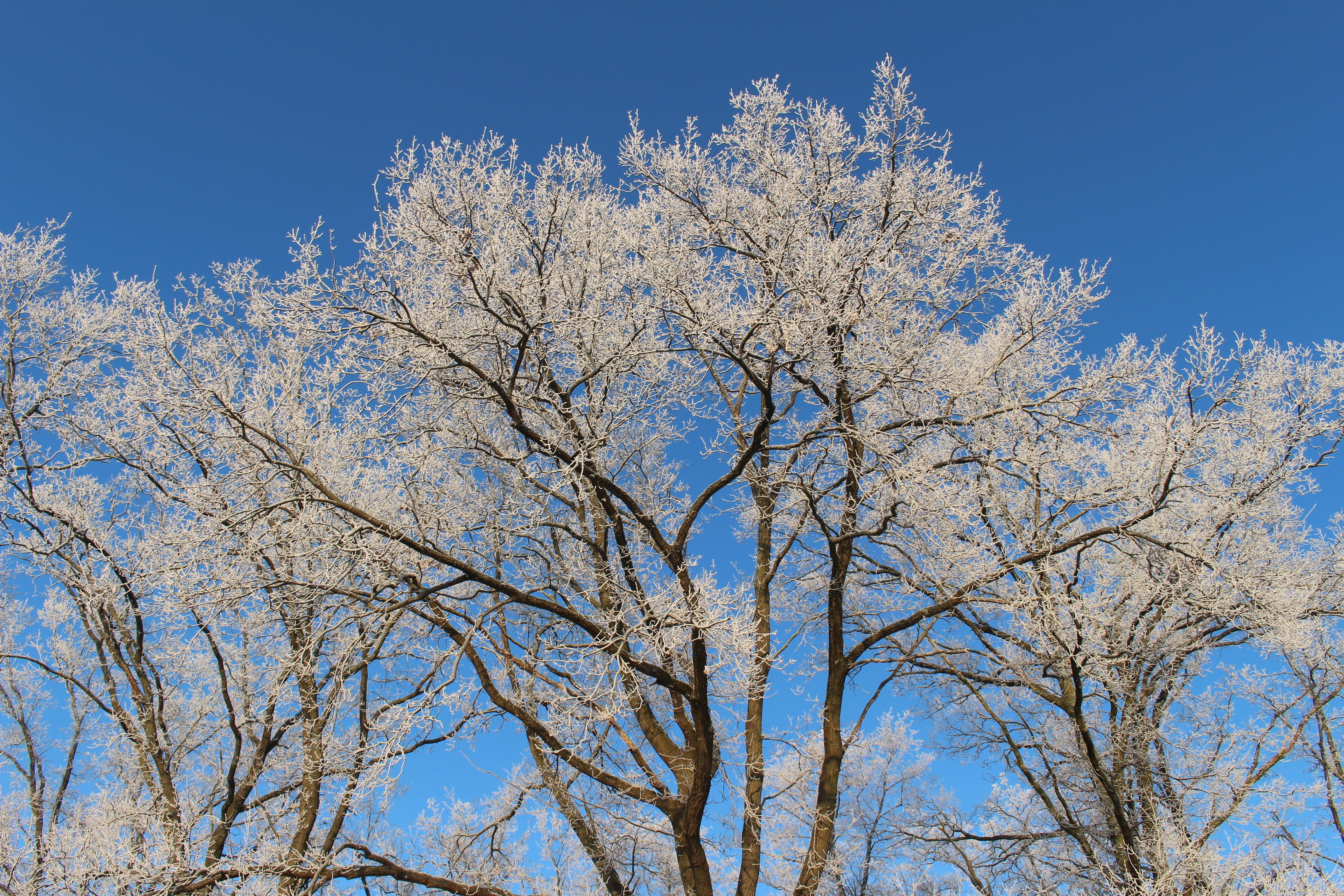5K, clear sky, scenics - nature, bare tree, blue, springtime, Forest, sunlight, Trees, outdoors, tree, growth, cherry blossom, nature, white color, beauty In Nature, HD Wallpaper