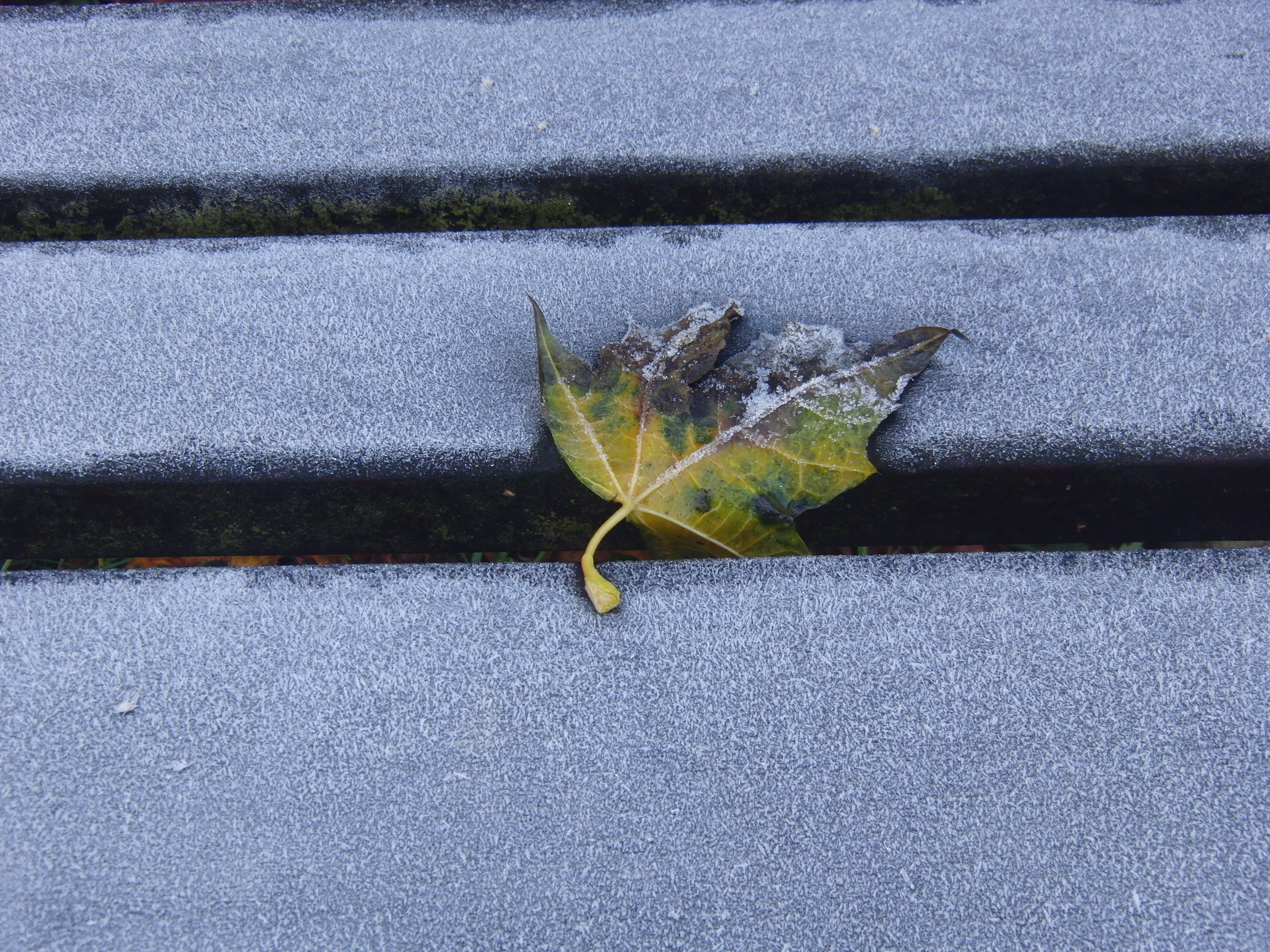 nature, one animal, city, Leaf, no people, Winter, frozen, Leaves, green color, Silent, hoarfrost, icy, textured, outdoors, high angle view, animal themes, HD Wallpaper