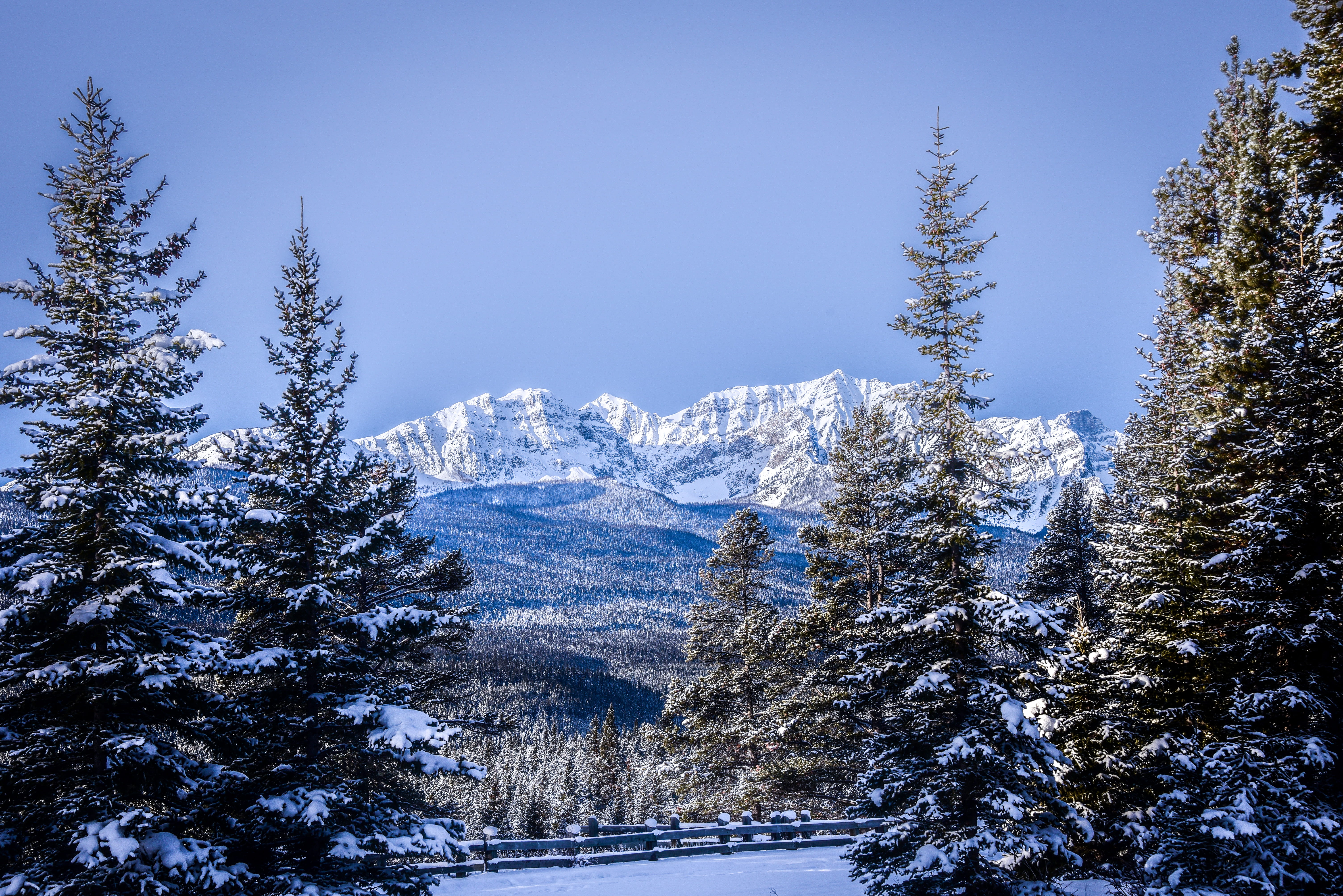 banff, mountain, 5K, snow, nature, mountain range, white color, snowcapped mountain, trees, mountains, plant, abies, tranquility, forest, sky, pine tree, HD Wallpaper