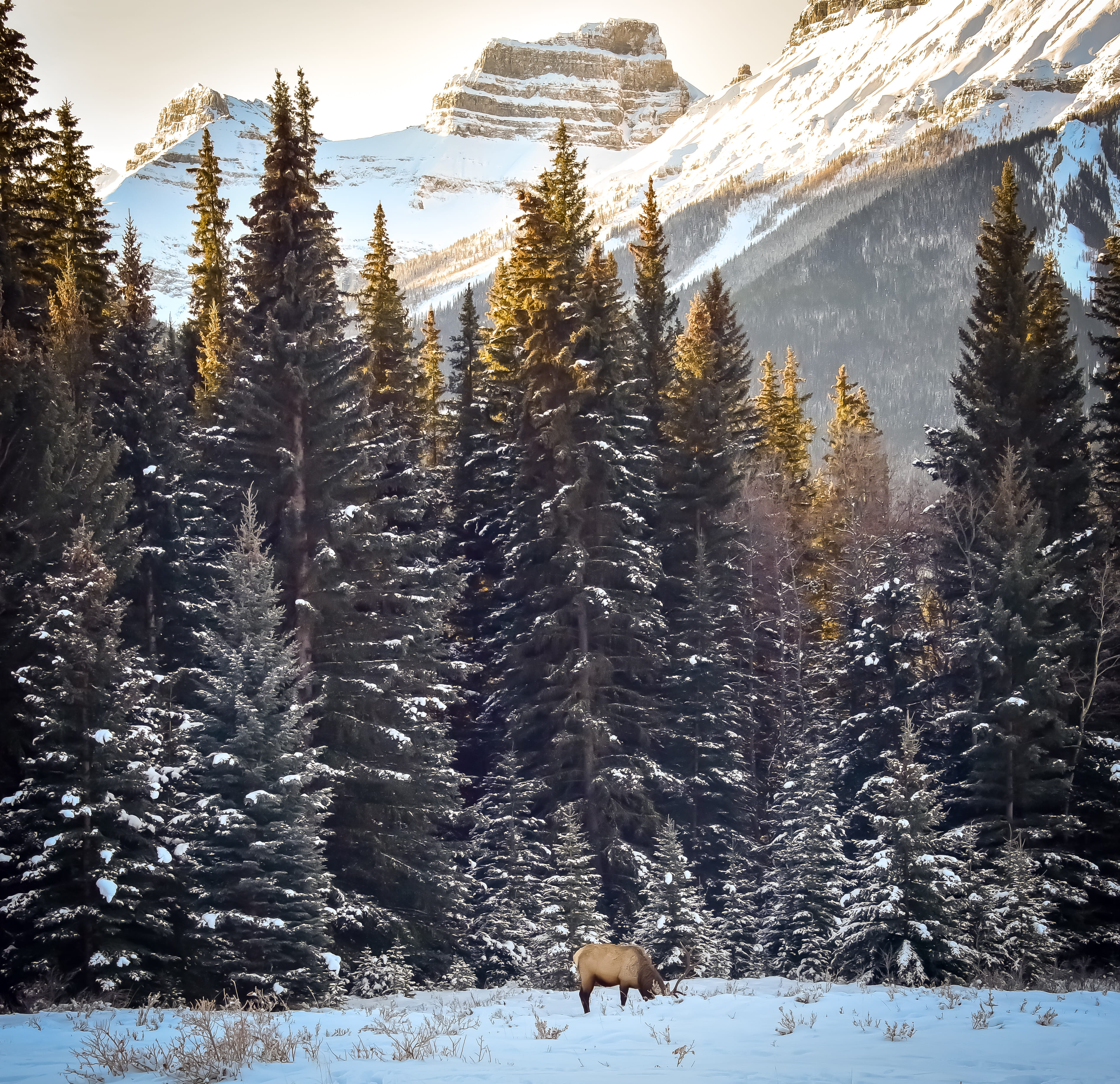 land, christmas tree, conifer, spruce, pine, trees, coniferous tree, standing, day, tranquil scene, beauty in nature, mammal, tree, plant, woodland, sunrise, HD Wallpaper