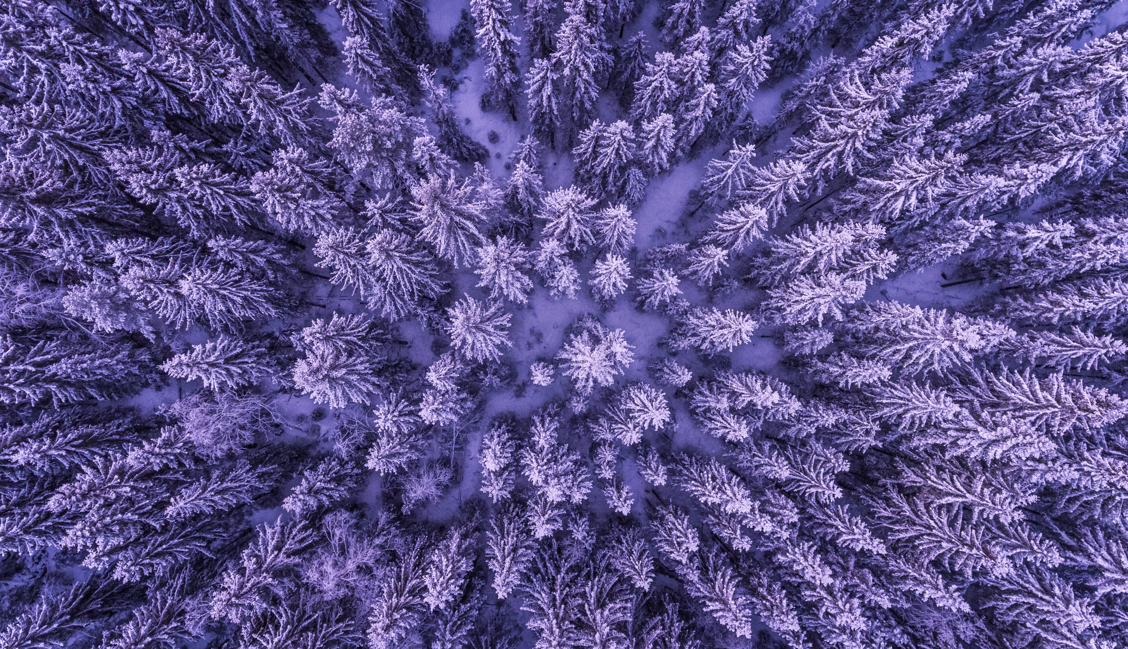 crystal, texture, frame, trees, season, backgrounds, nature, vulnerability, purple, cold, leaves, scenic, environment, background, plant, frost, fabric, HD Wallpaper