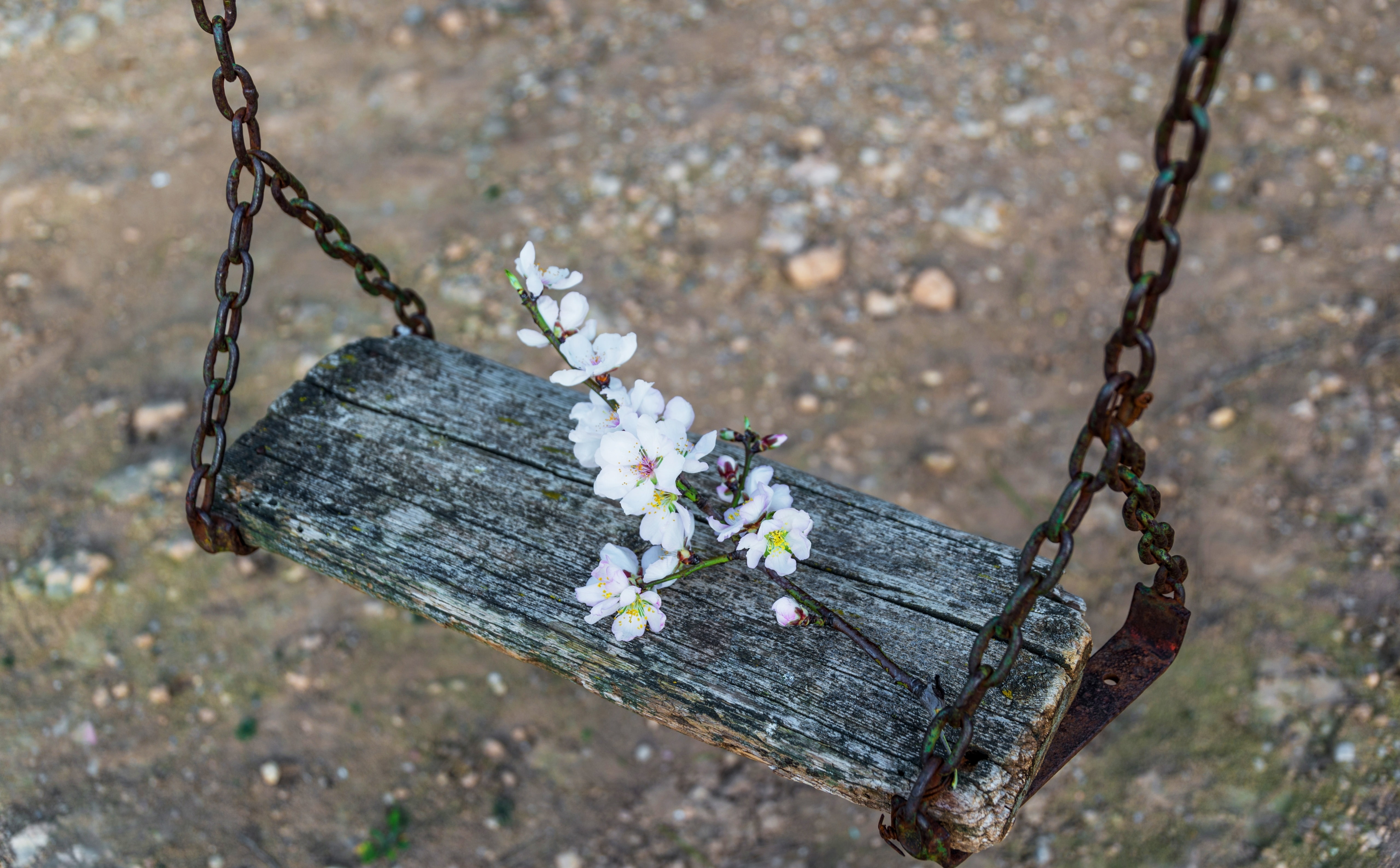 Spring, no people, flowering plant, bark, high angle view, land, 5K, freshness, come, close-up, outdoors, Swing, beauty in nature, chain, focus on foreground, HD Wallpaper