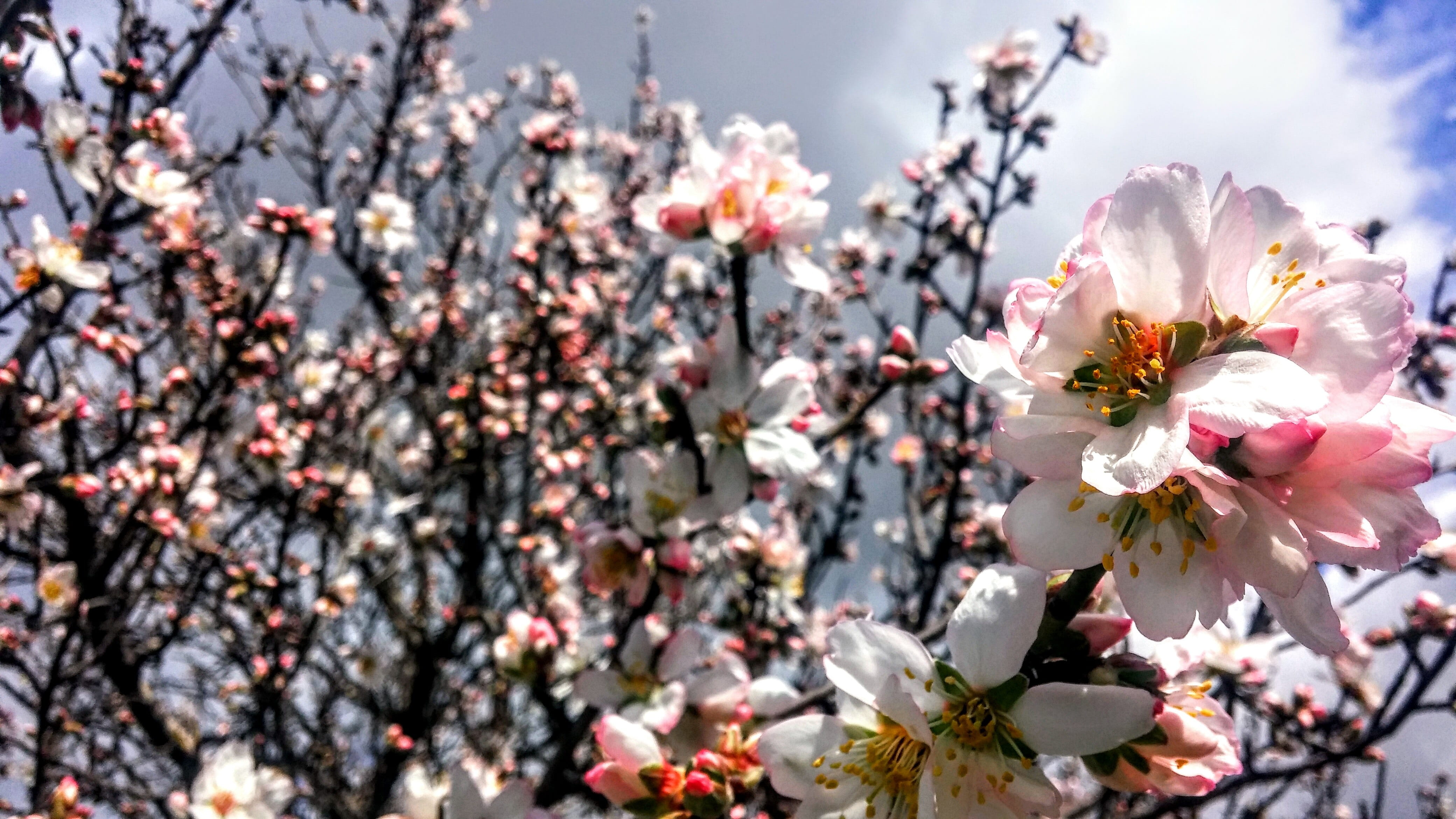 outdoors, flower head, beauty in nature, fragility, growth, vulnerability, tree, petal, plant, blossom, nature, Spring, freshness, fruit tree, 4K, cherry tree, HD Wallpaper