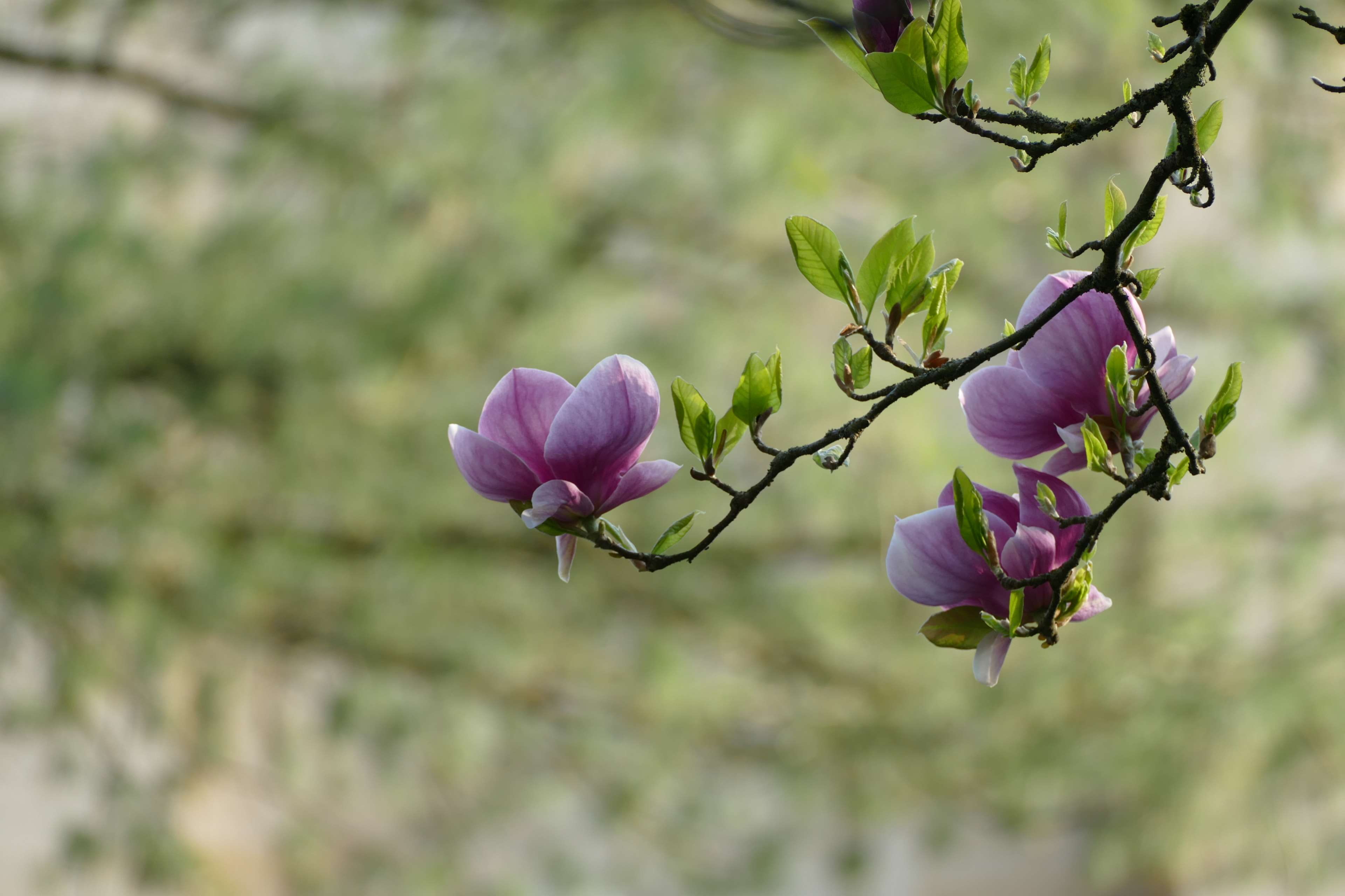 petal, flower, tree, coming, focus on foreground, spring, no people, 4K, close-up, freshness, vulnerability, fragility, flower head, outdoors, pink color, HD Wallpaper