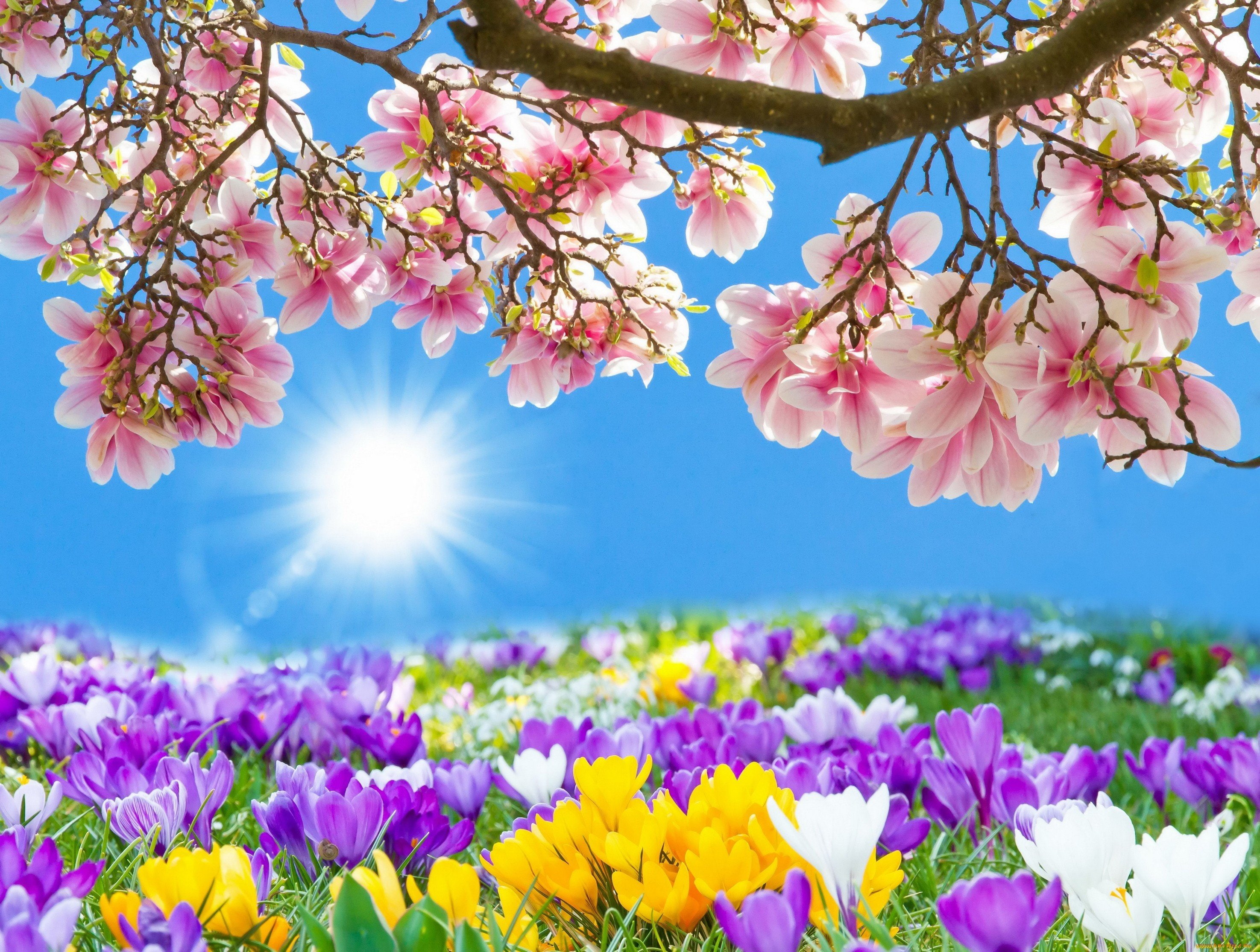 2K, spring, coming, HD Wallpaper