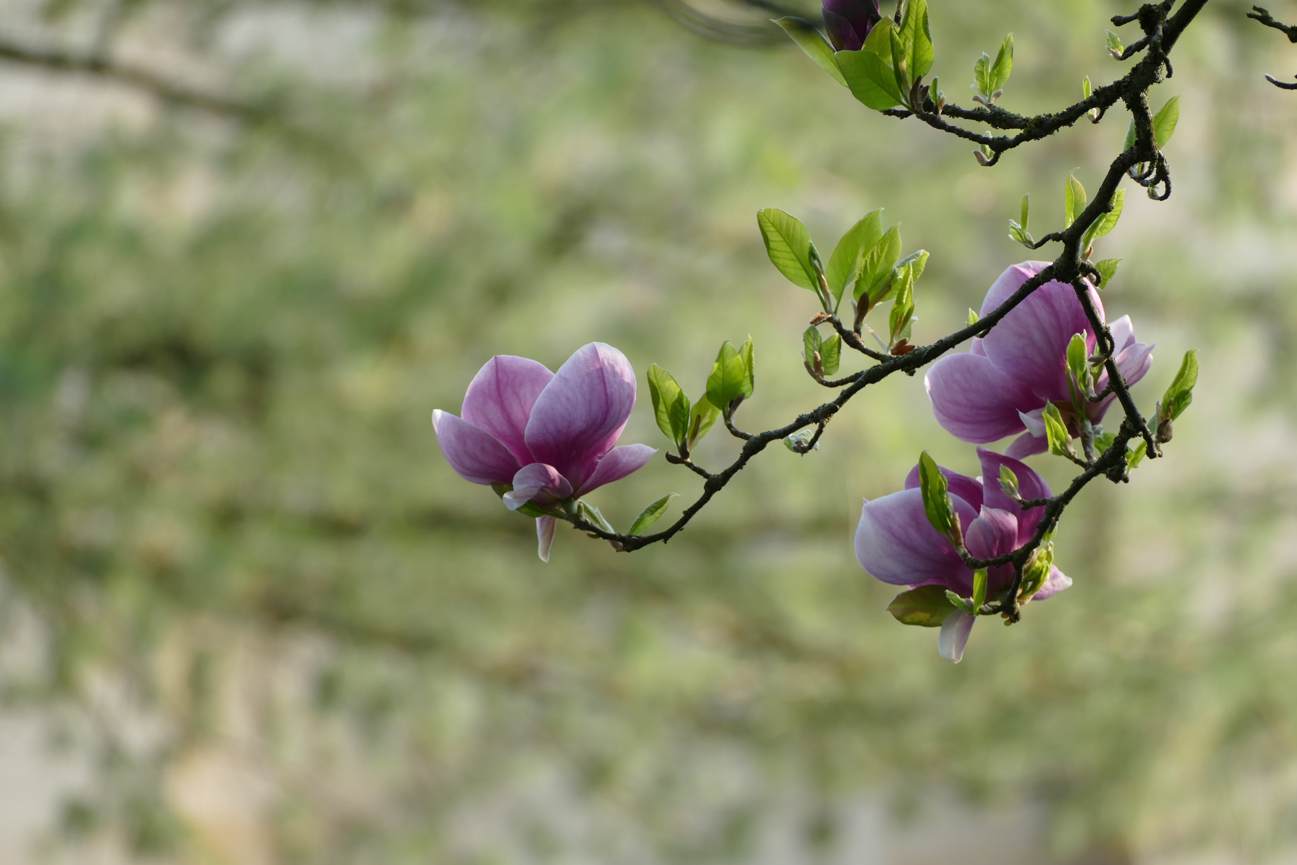 growth, flowering plant, fragility, springtime, flowers, vulnerability, blossom, plant, beauty in nature, focus, spring, tree, 5K, close-up, petal, flower, HD Wallpaper