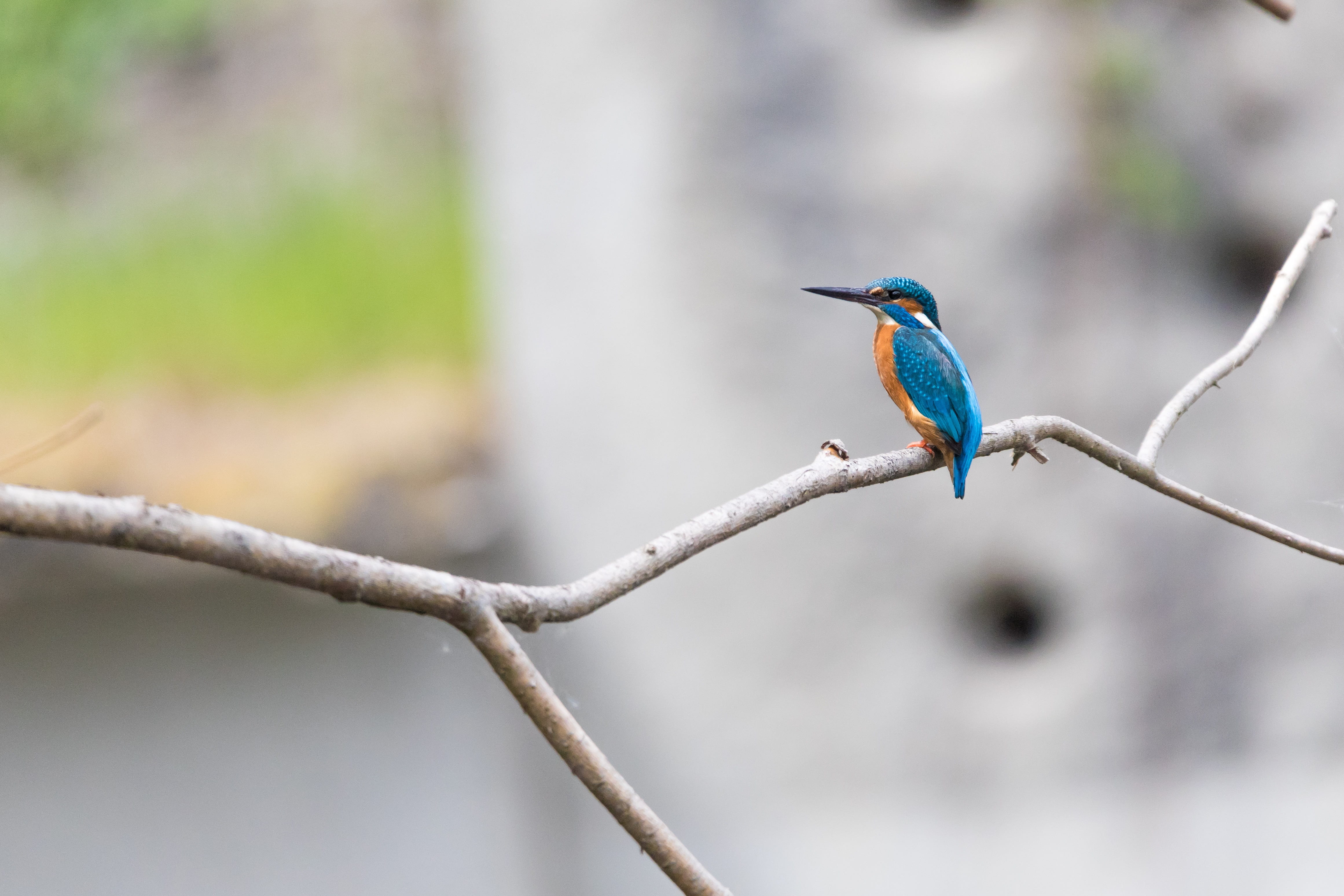 background, profile view, animal, tree, animal themes, beautiful kingfisher, 4K, outdoors, perching, outdoor, environment, full length, focus on foreground, HD Wallpaper