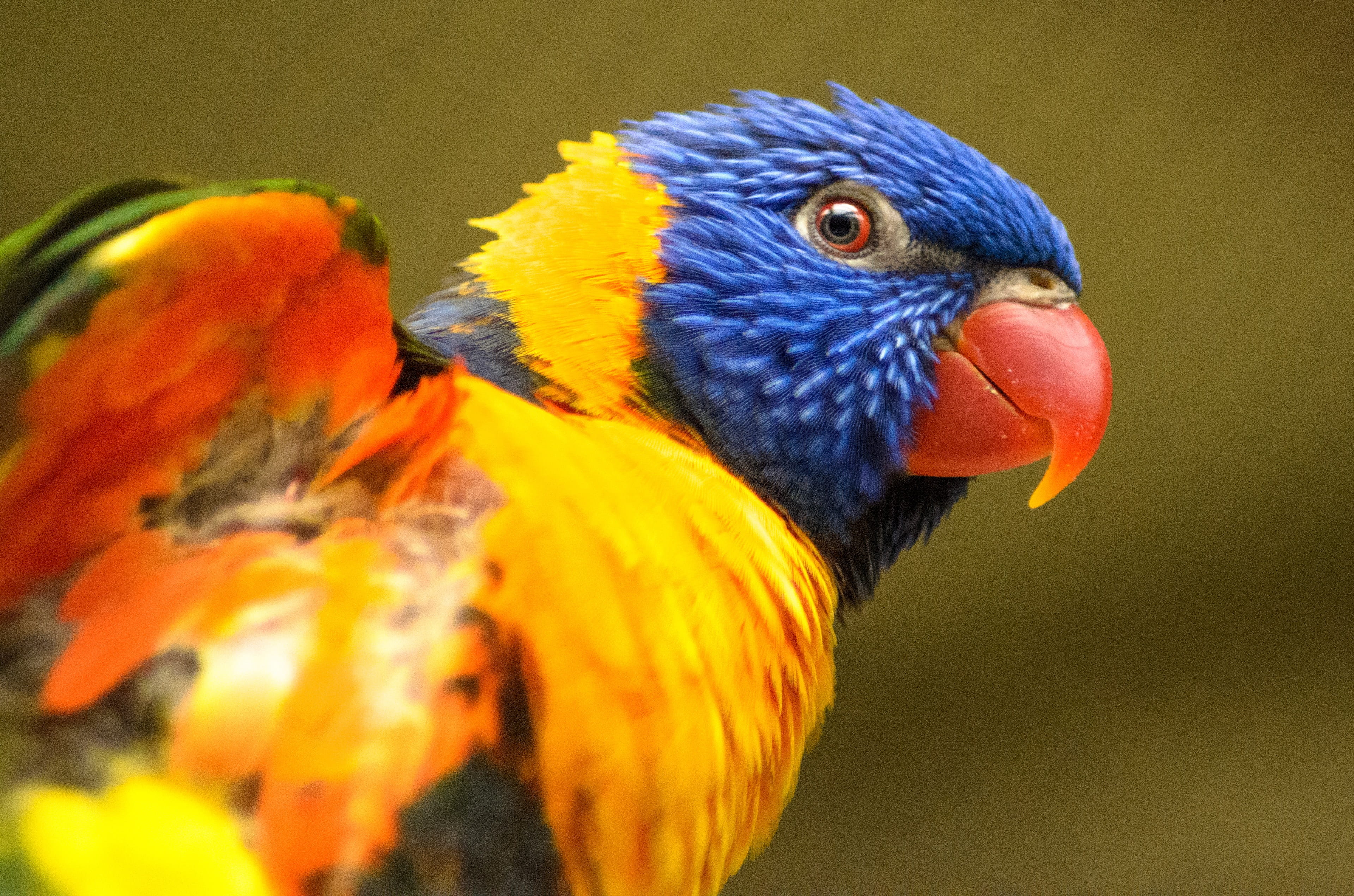 green, looking, bird, no people, feather, pet, blue, animal, colorful, looking away, avian, wing, color, tropics, nature, orange color, animal eye, natural, HD Wallpaper