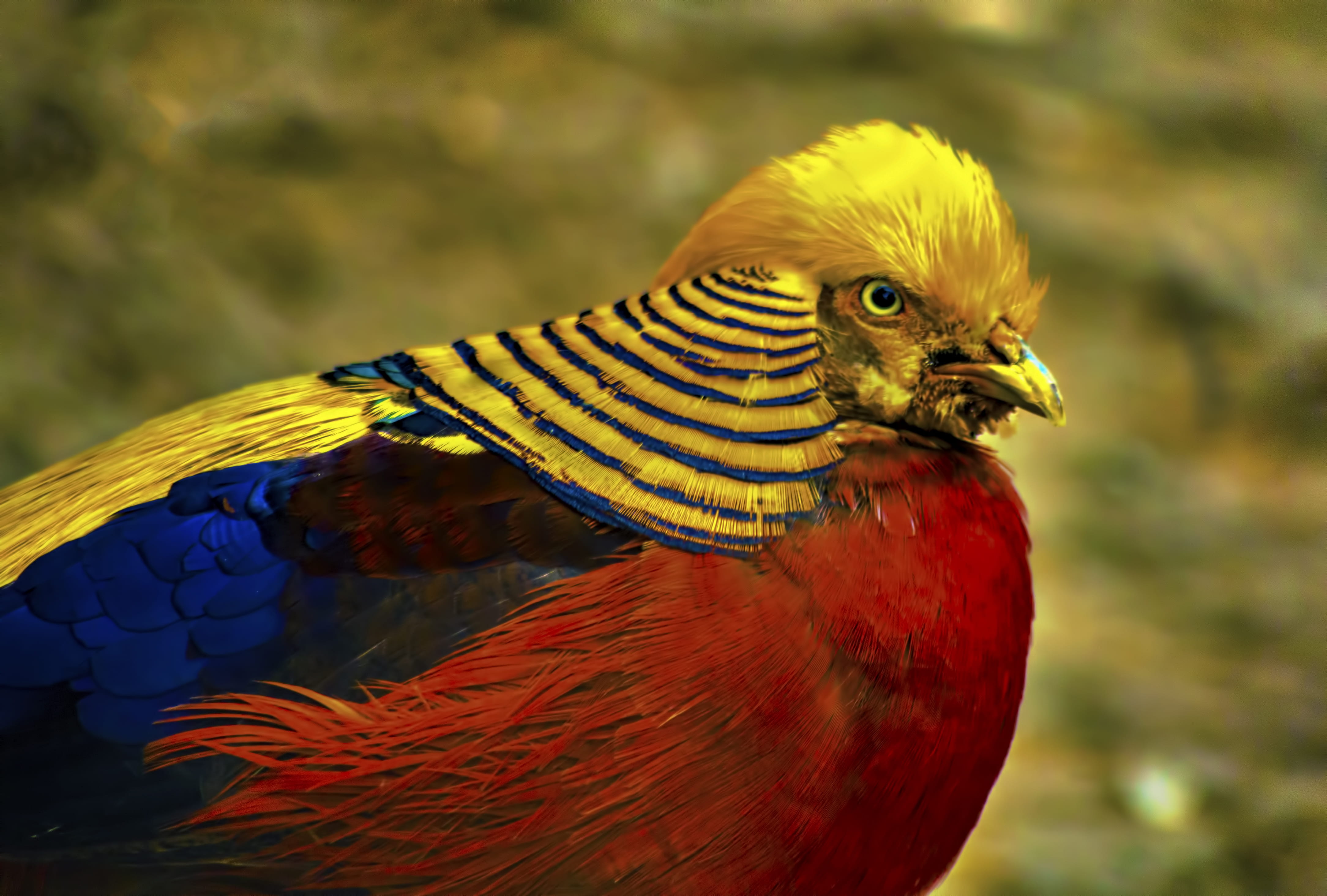 wild, 4K, one animal, multi colored, feathers, animal, pheasant, wings, vertebrate, beak, no people, bird, yellow, animal wildlife, parrot, male, bright, HD Wallpaper