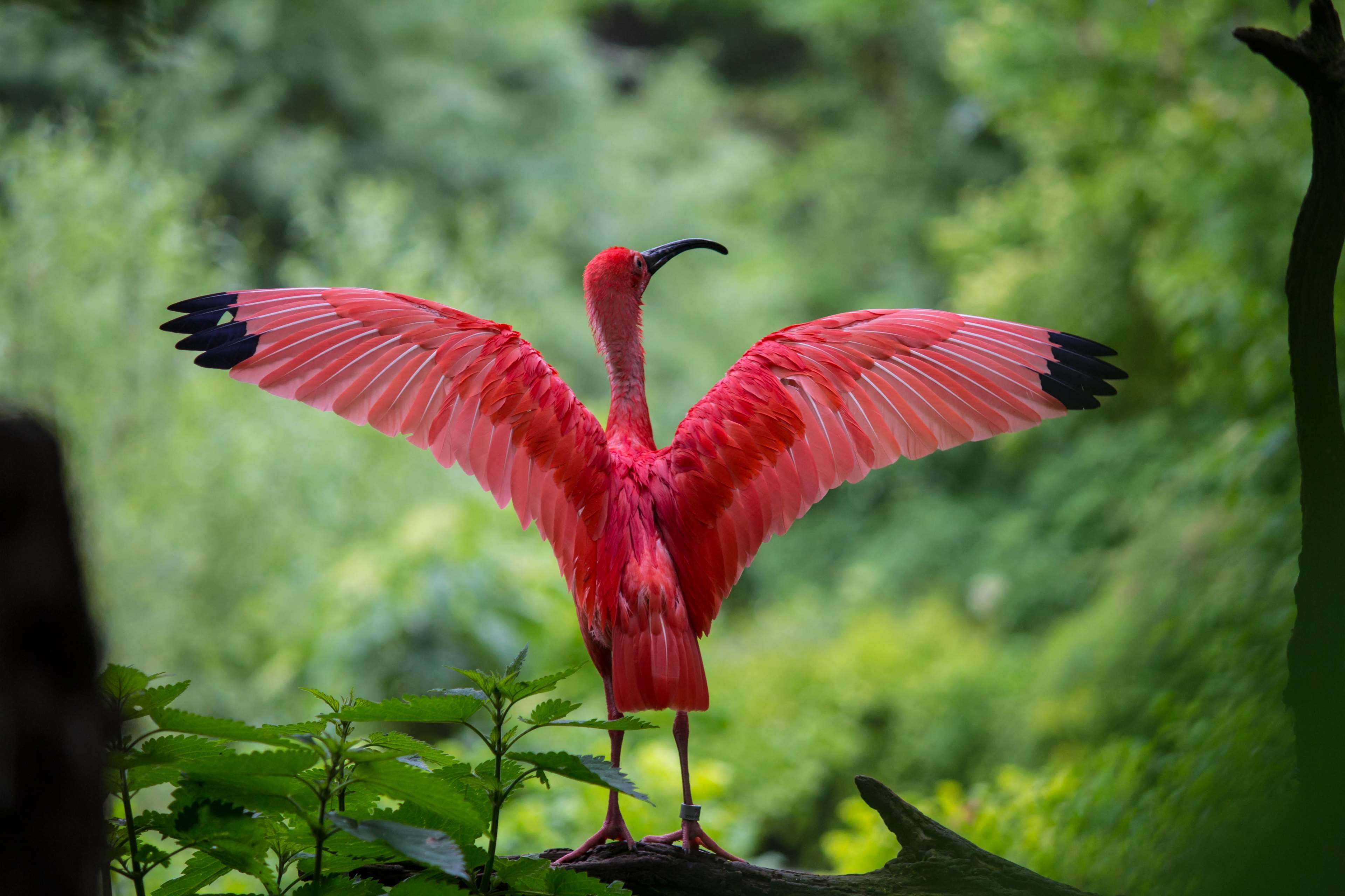4K, flight, outdoors, animals in the wild, colur, beautiful, plumage, focus on foreground, animal wildlife, animal, tree, wild, wing, exotic, flower, avian, HD Wallpaper
