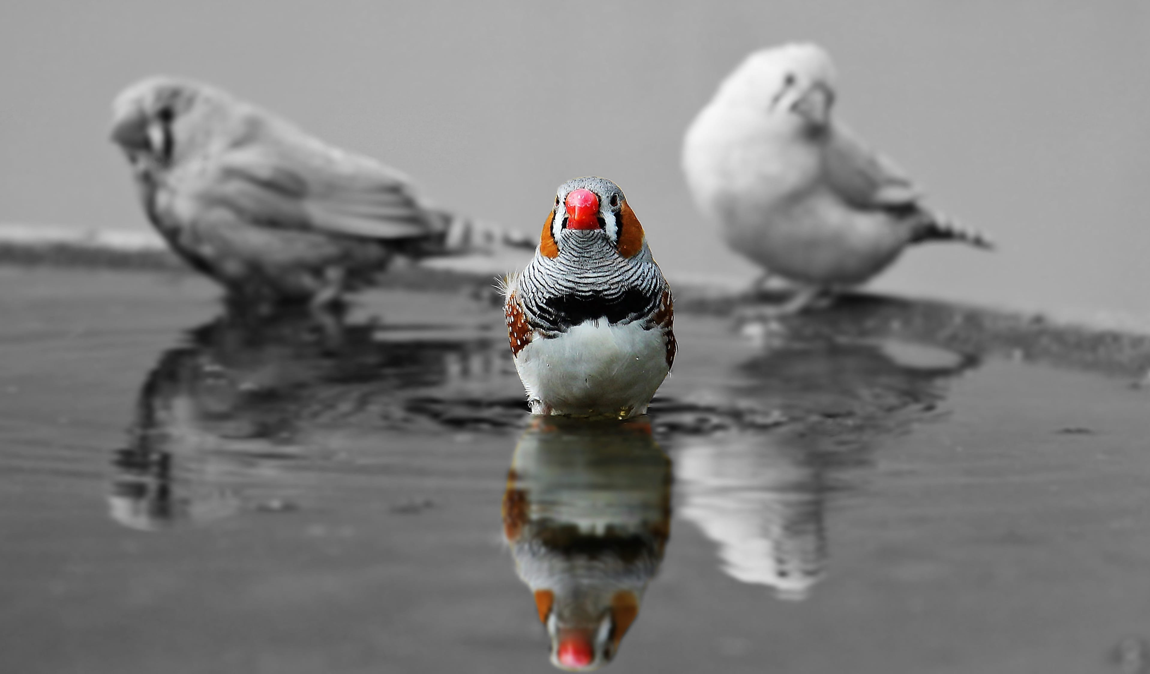 cute, water, reflection, bird, nature, 2K, feather, group of animals, finch, day, birds, focus on foreground, close-up, animal, zebra finch, two animals, HD Wallpaper
