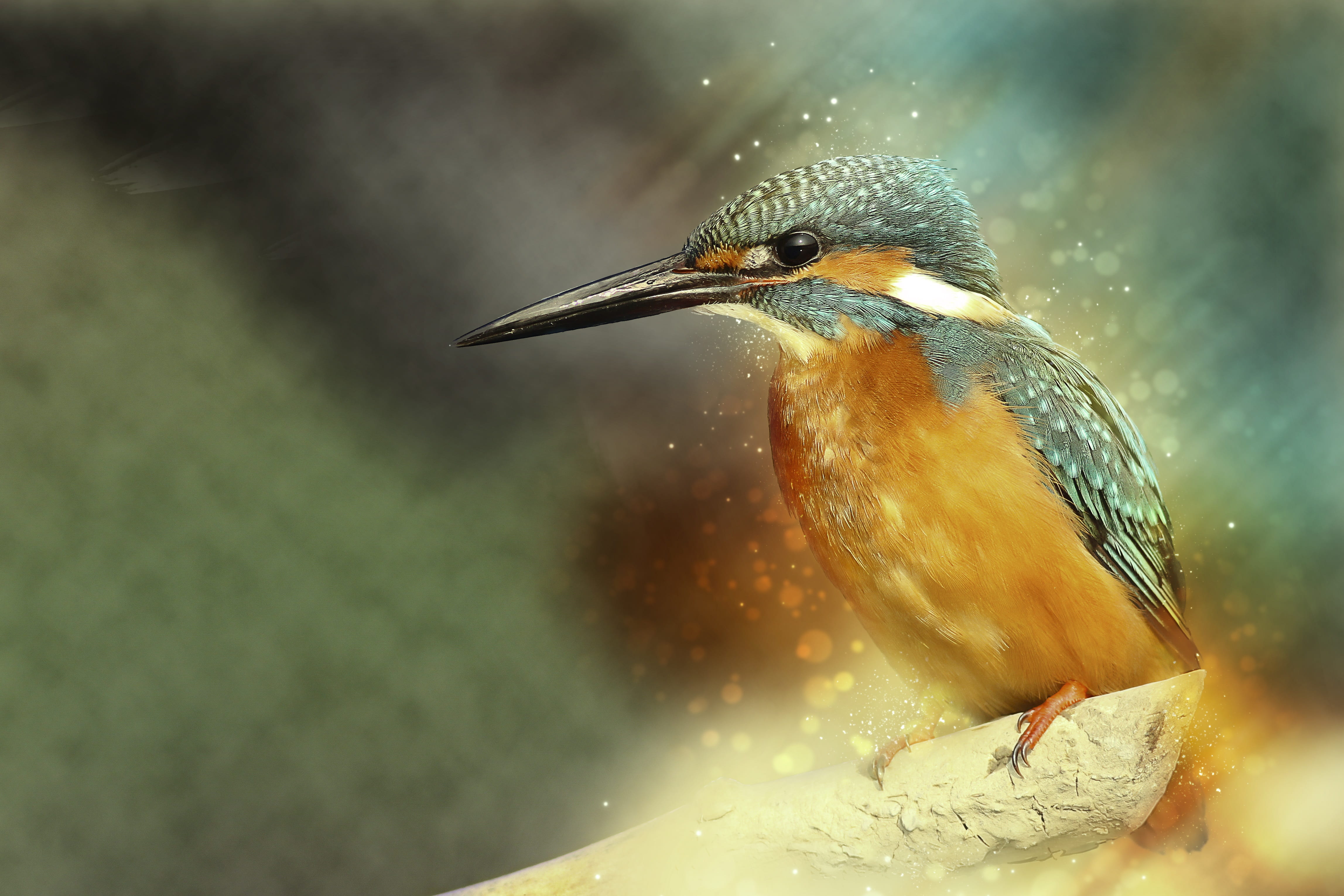 little, animal wildlife, avian, animals in the wild, branch, 4K, selective focus, animal, digital manipulation, photo, animal themes, illumination, outdoors, HD Wallpaper