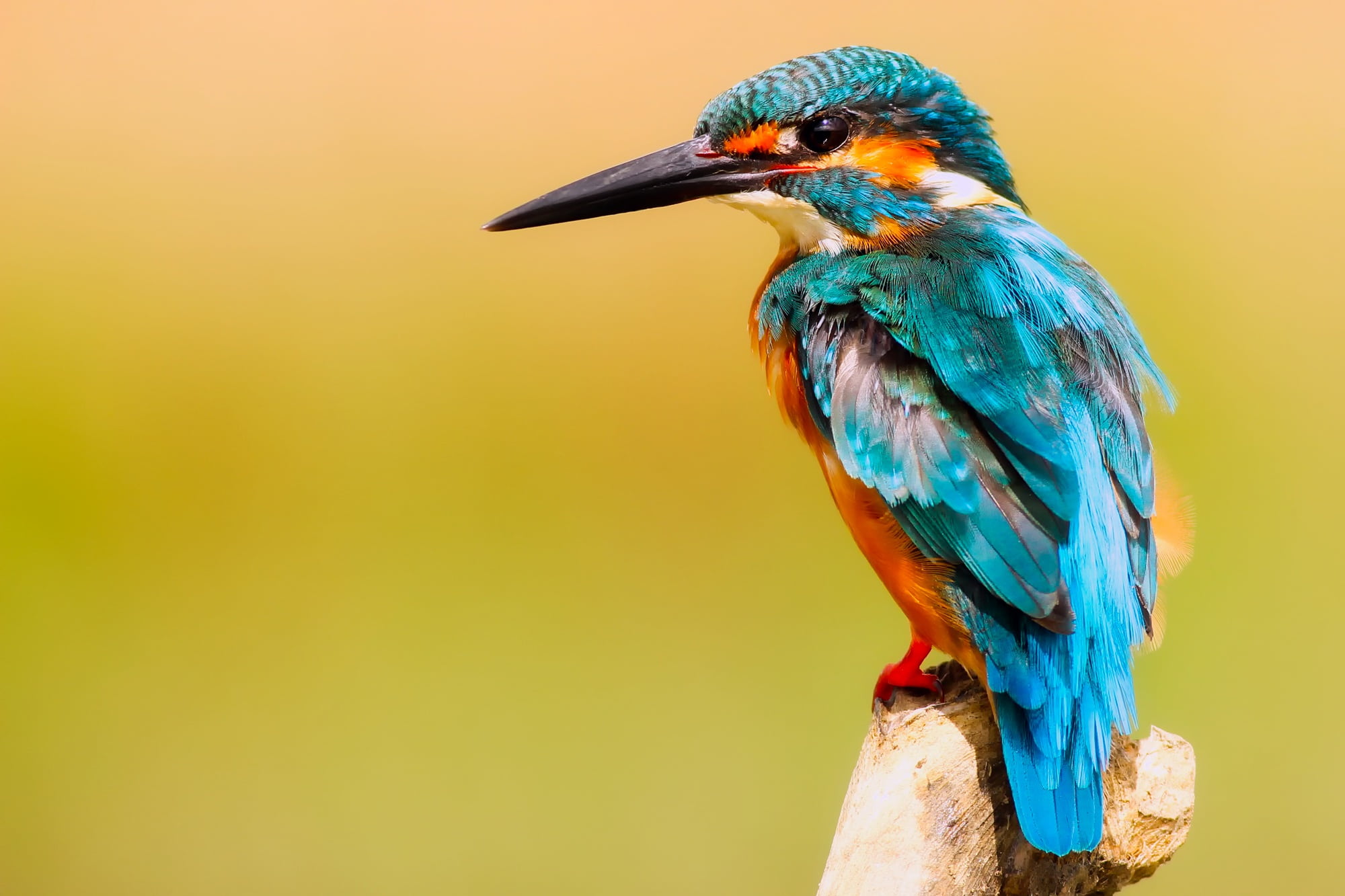 exotic, bee-Eater, animal themes, long, wooden post, nature, colourful, yellow, no people, blue, wild, fly, vertebrate, beauty in nature, macro, orange color, HD Wallpaper
