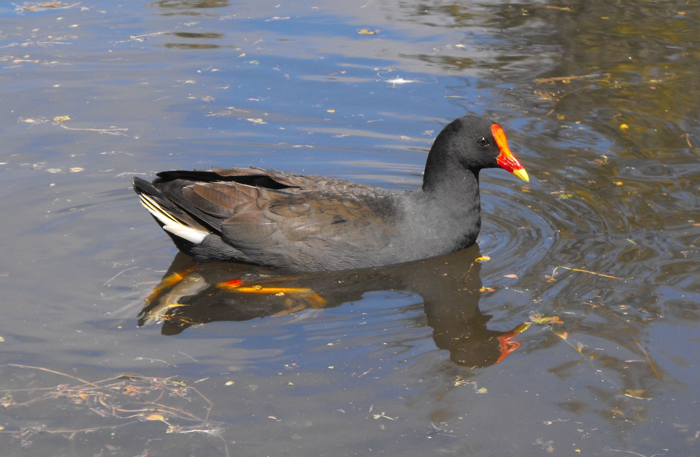 animal neck, reflection, water bird, nature, creature, mammal, australia, swimming, avian, animal wildlife, animals in the wild, outdoor, beak, animal themes, HD Wallpaper