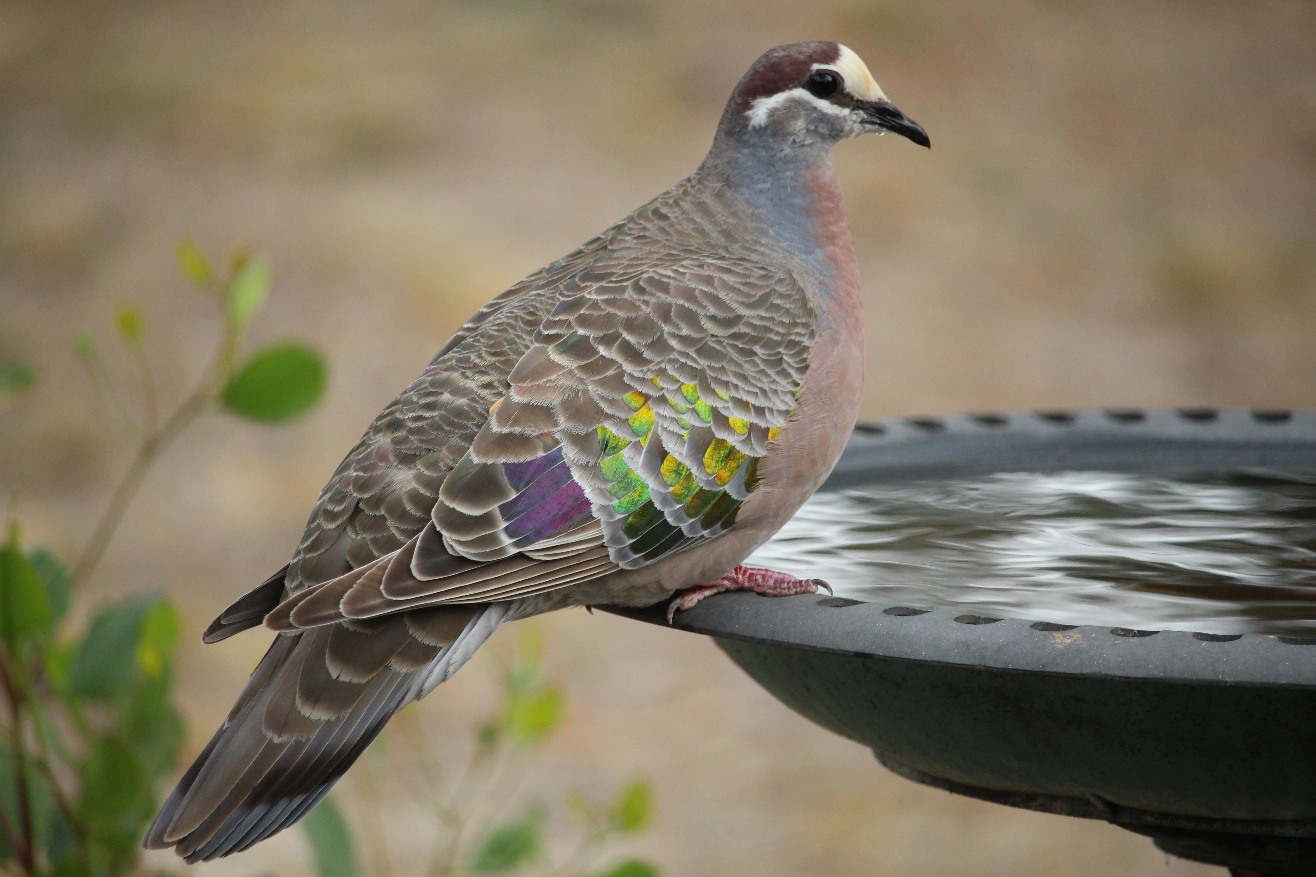 pigeon, no people, bird, perching, vertebrate, outdoors, plumage, side view, wildlife, common bronzewing, wing, water, avian, 5K, feather, animals in the wild, HD Wallpaper