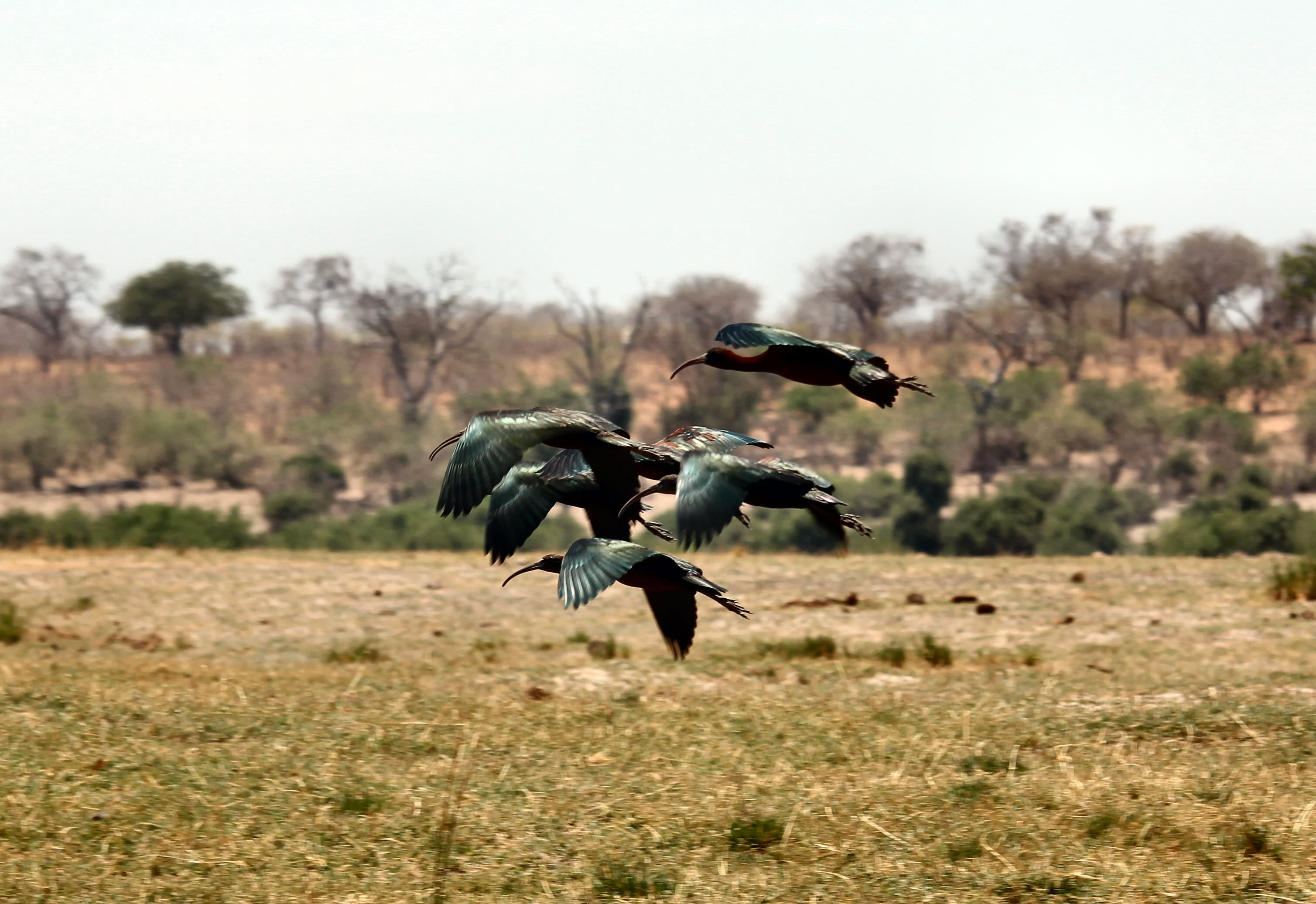 spread wings, safari, birds, flight, nature, animal, motion, flying, mid-air, fly, landscape, plant, flock of birds, sky, grass, field, color, wild, day, HD Wallpaper