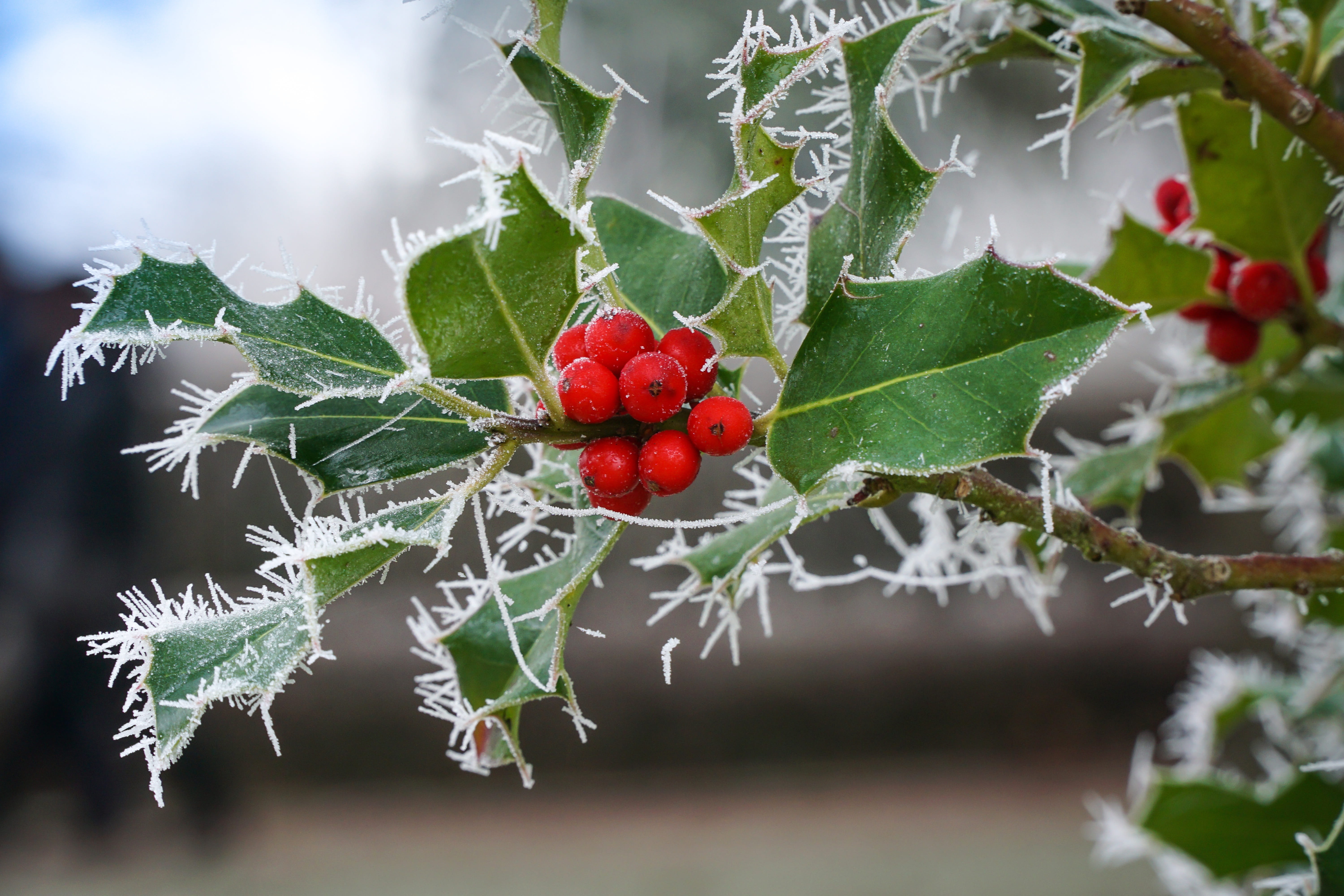 green color, growth, outdoors, red, ripe, fruit, leaf, macro, nature, close-up, winter magic, focus on foreground, wellbeing, no people, food and drink, HD Wallpaper