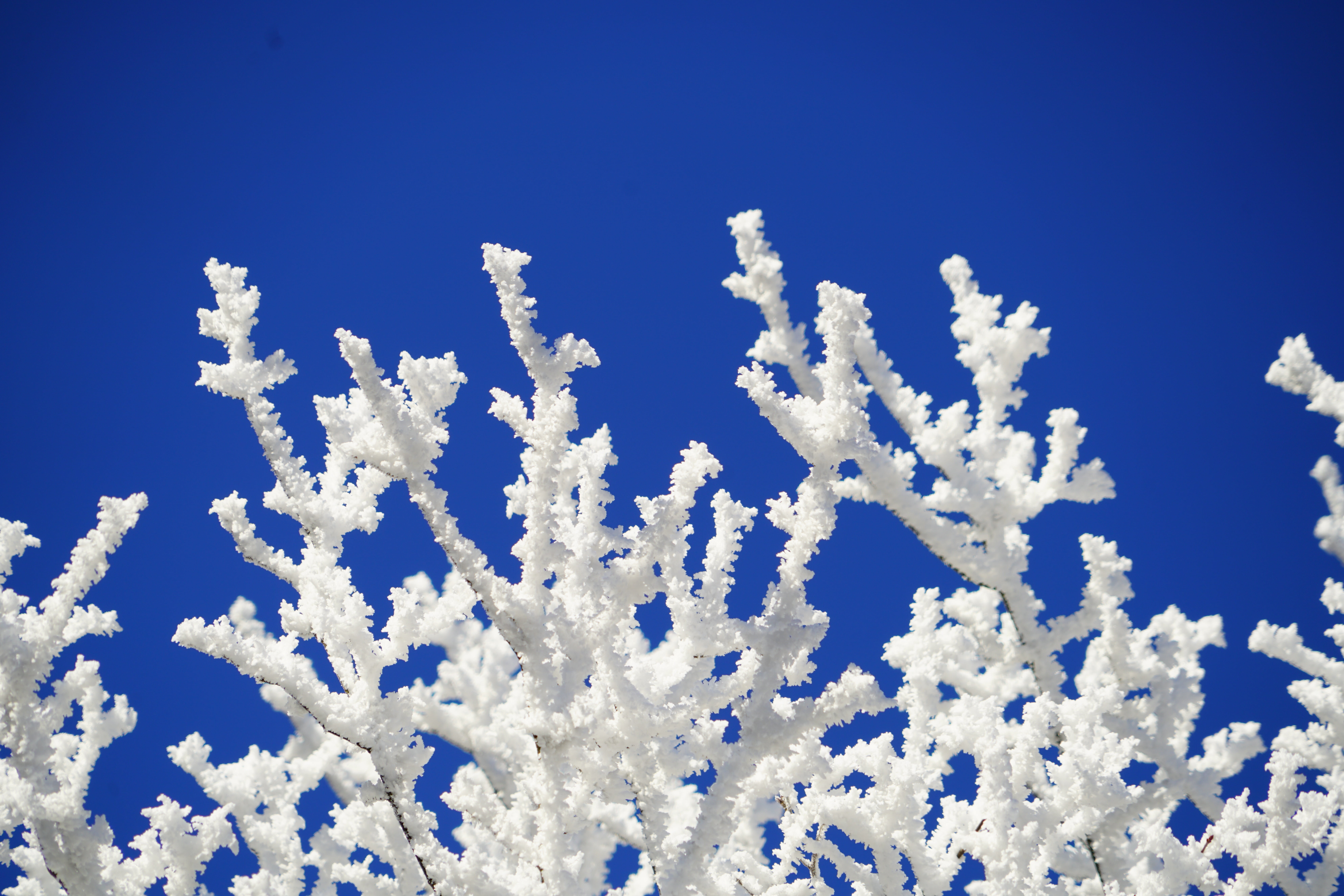 outdoors, hoarfrost, winter picture, sky, white, blue, low angle view, crystals, corals, snowflake, no people, blue background, white color, winteraufnahme, HD Wallpaper