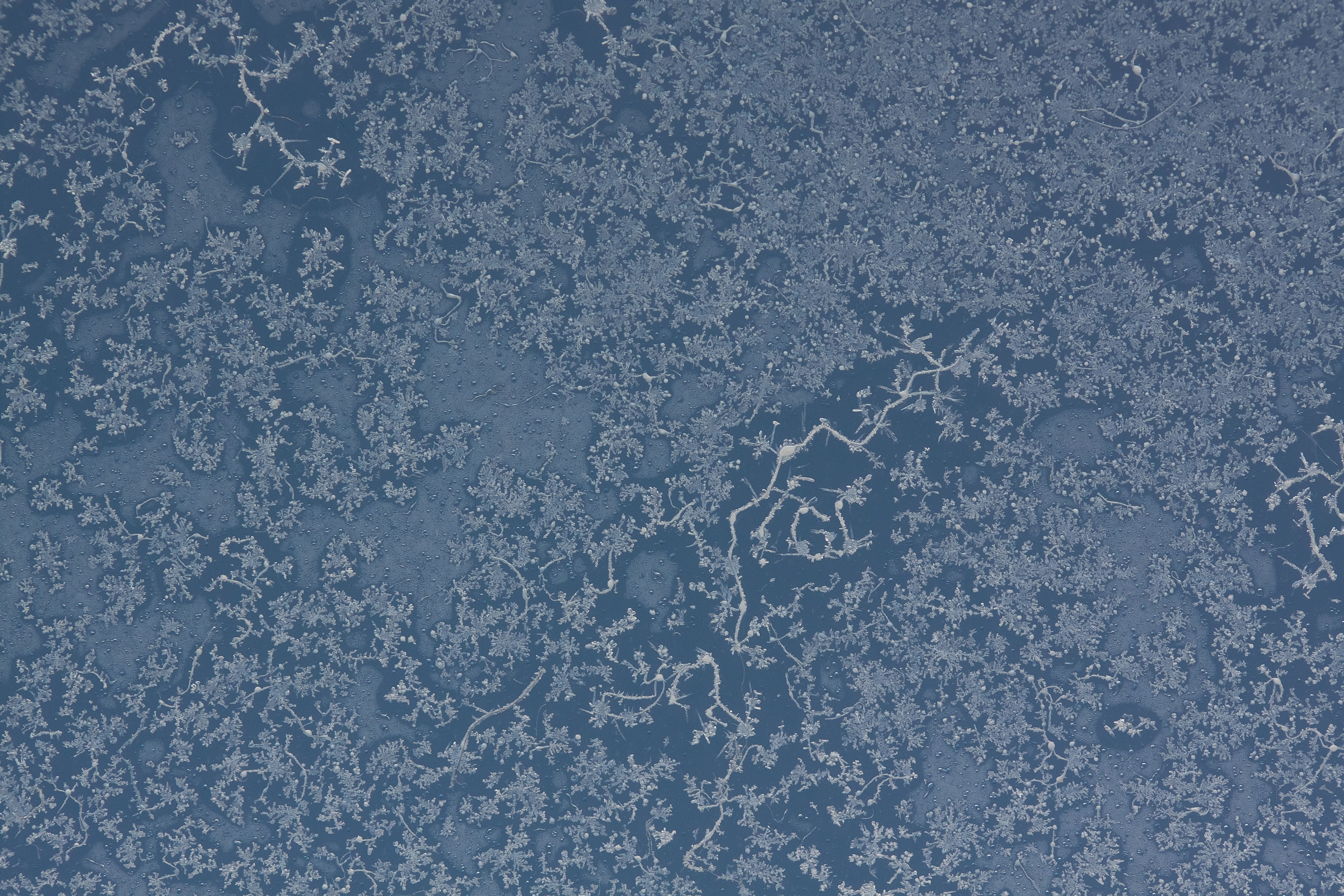 4K, nature, crystallization, pattern, textured, blue, macro, water, ice, frost, floral, purity, beauty in nature, hardest, glass, winter, cold, gray, outdoors, HD Wallpaper