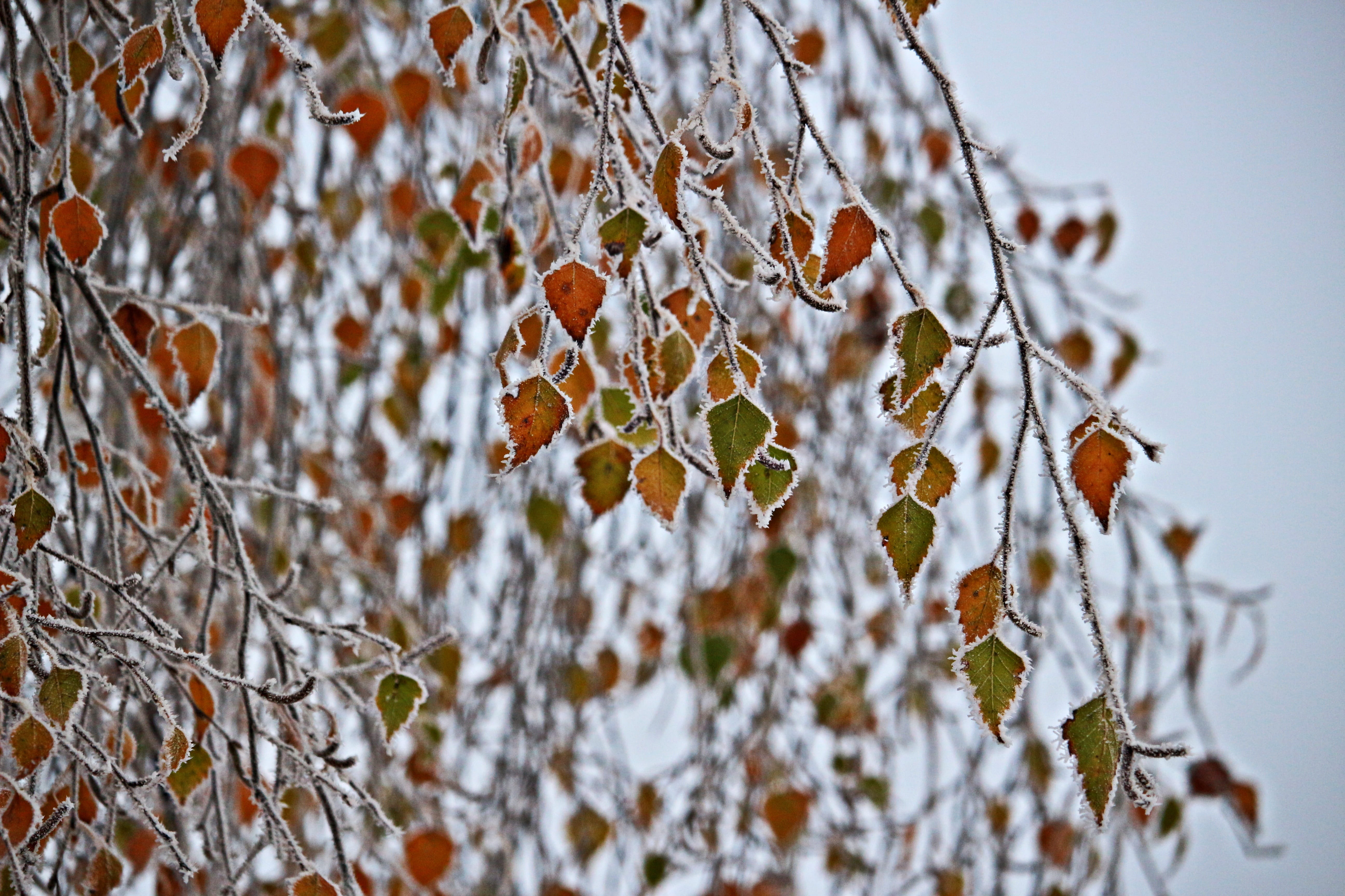 winter magic, beauty in nature, 5K, branch, day, snow, focus on foreground, tranquility, cold temperature, tree, coniferous tree, plant part, birch, twig, HD Wallpaper