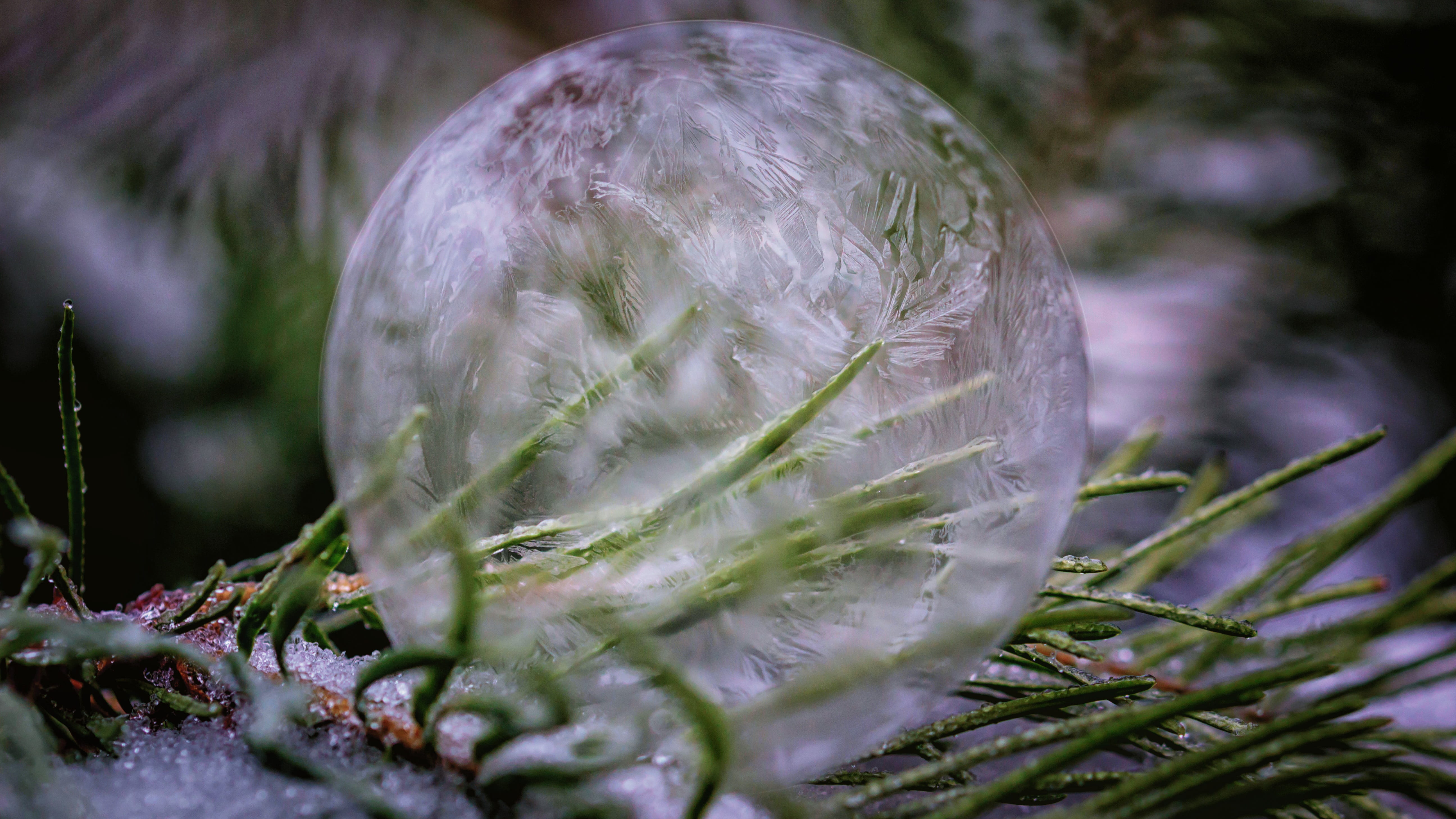 fir tree, winter, eiskristalle, plant, freshness, outdoors, nature, environment, hardest, fragility, water, frost, vulnerability, soap bubble, wintry, snow, HD Wallpaper