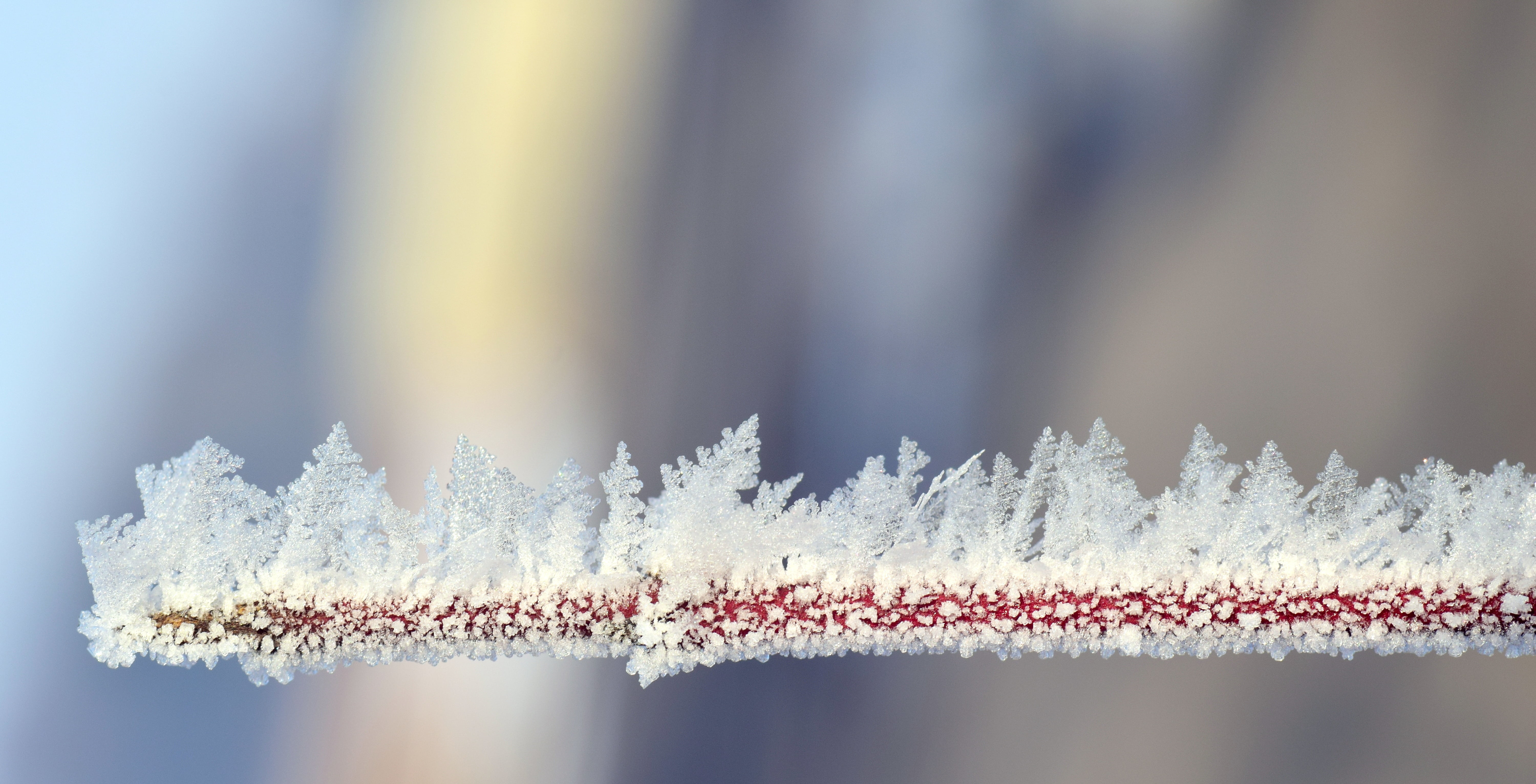 beautiful, celebration, christmas decoration, white color, photo, nature, frozen, softness, christmas ornament, plant, winter, holiday, frozen branch, snow, HD Wallpaper