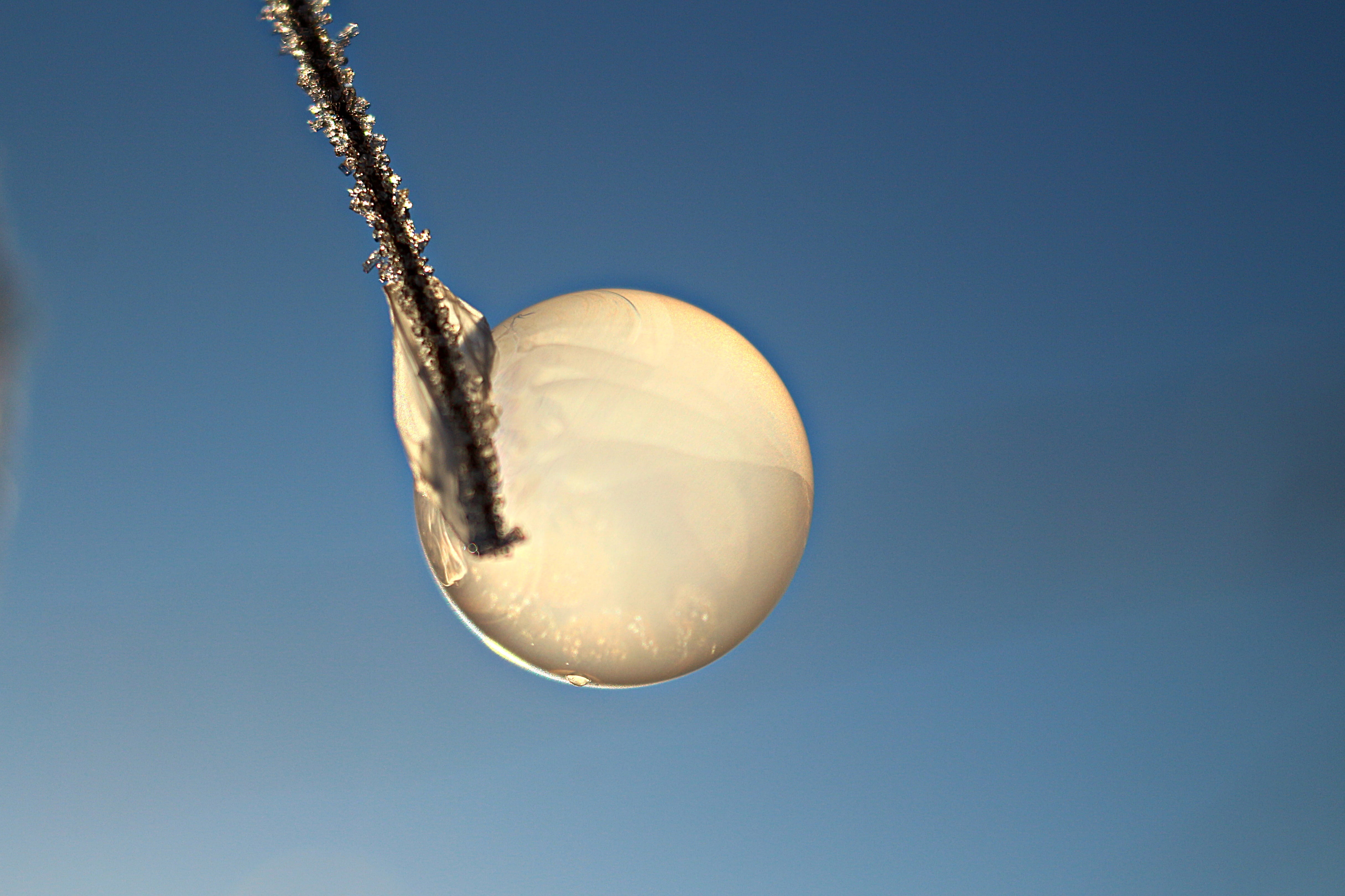 blue, ice-bag, outdoors, no people, tree, studio shot, christmas, frozen, copy space, frost blister, cold, sunny, day, single object, hanging, low angle view, HD Wallpaper