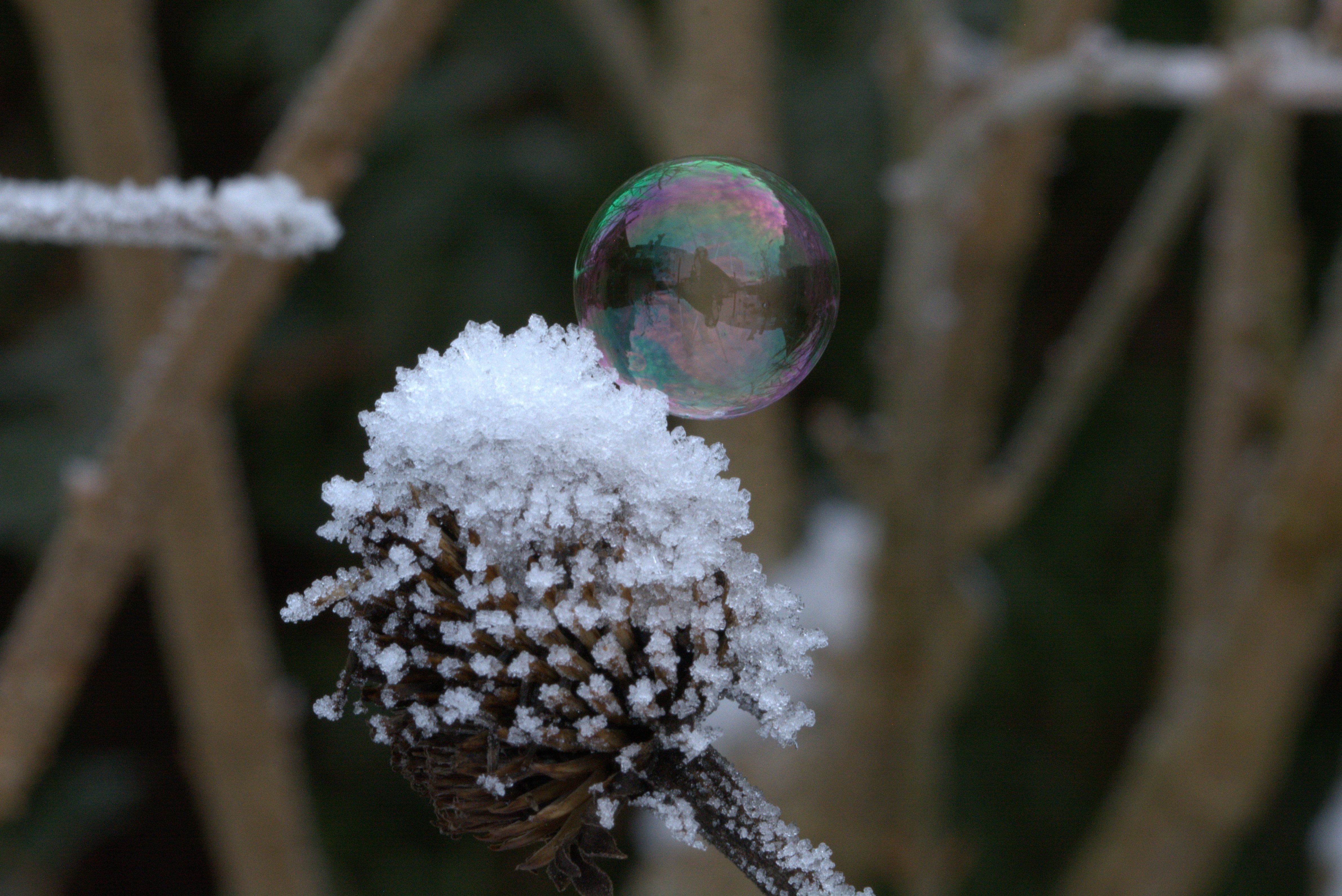 wintry, close-up, fragility, soap bubble, ze, cold, plant, frozen, winter, beauty in nature, ball, frozen bubble, ice, tree, vulnerability, outdoors, no people, HD Wallpaper