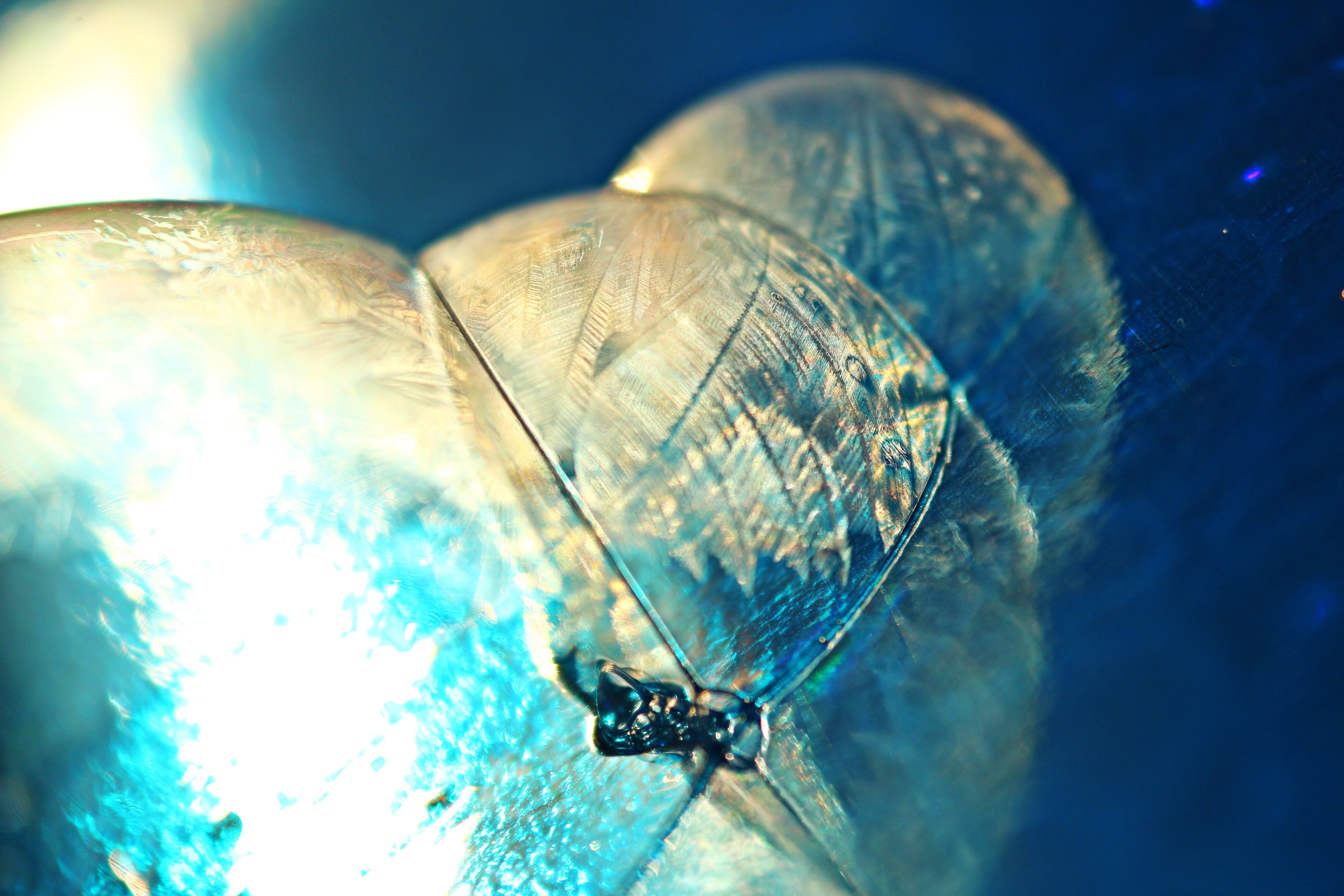 frost blister, close-up, blue, zoology, one animal, bubble, animal wing, soap bubble, frozen, eiskristalle, day, frosted soap bubble, extreme close-up, HD Wallpaper