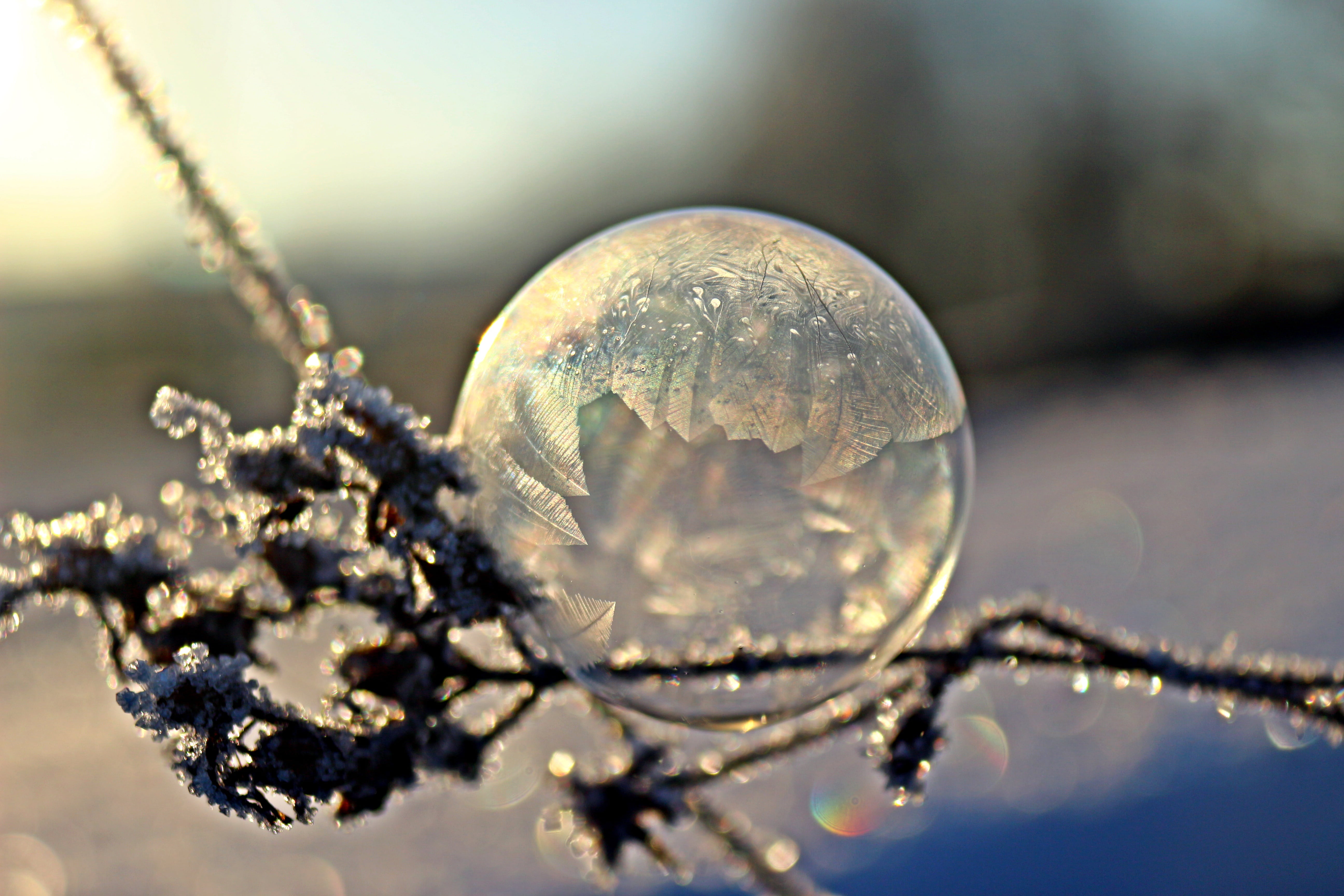 fragility, environment, no people, outdoors, frost blister, nature, cold, beauty in nature, focus on foreground, single object, shape, winter, frozen bubble, HD Wallpaper