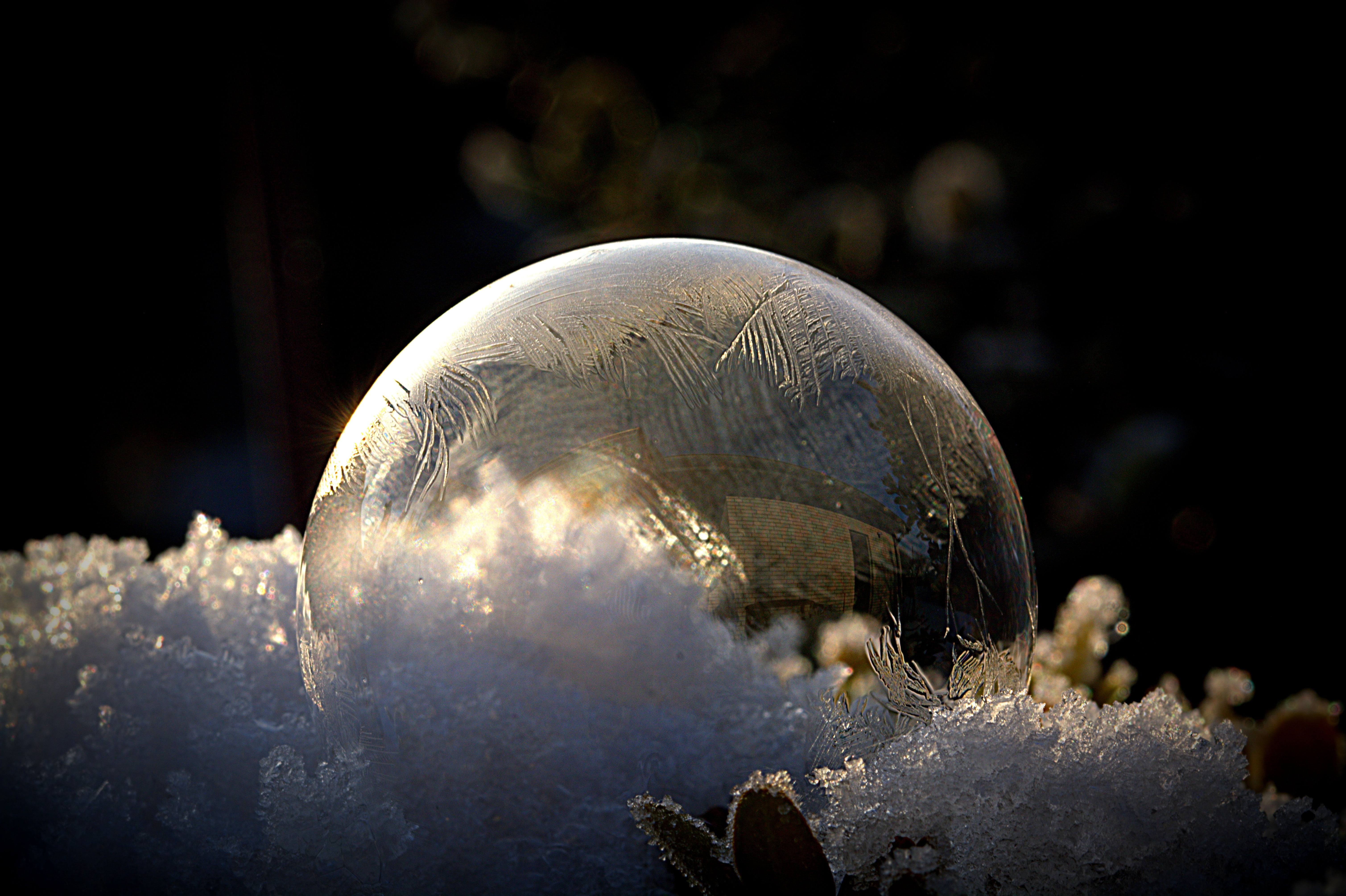 animal wildlife, animals in the wild, space, animal, no people, cold temperature, animal themes, 5K, frozen bubble, winter, cold, outdoors, ball, studio shot, HD Wallpaper
