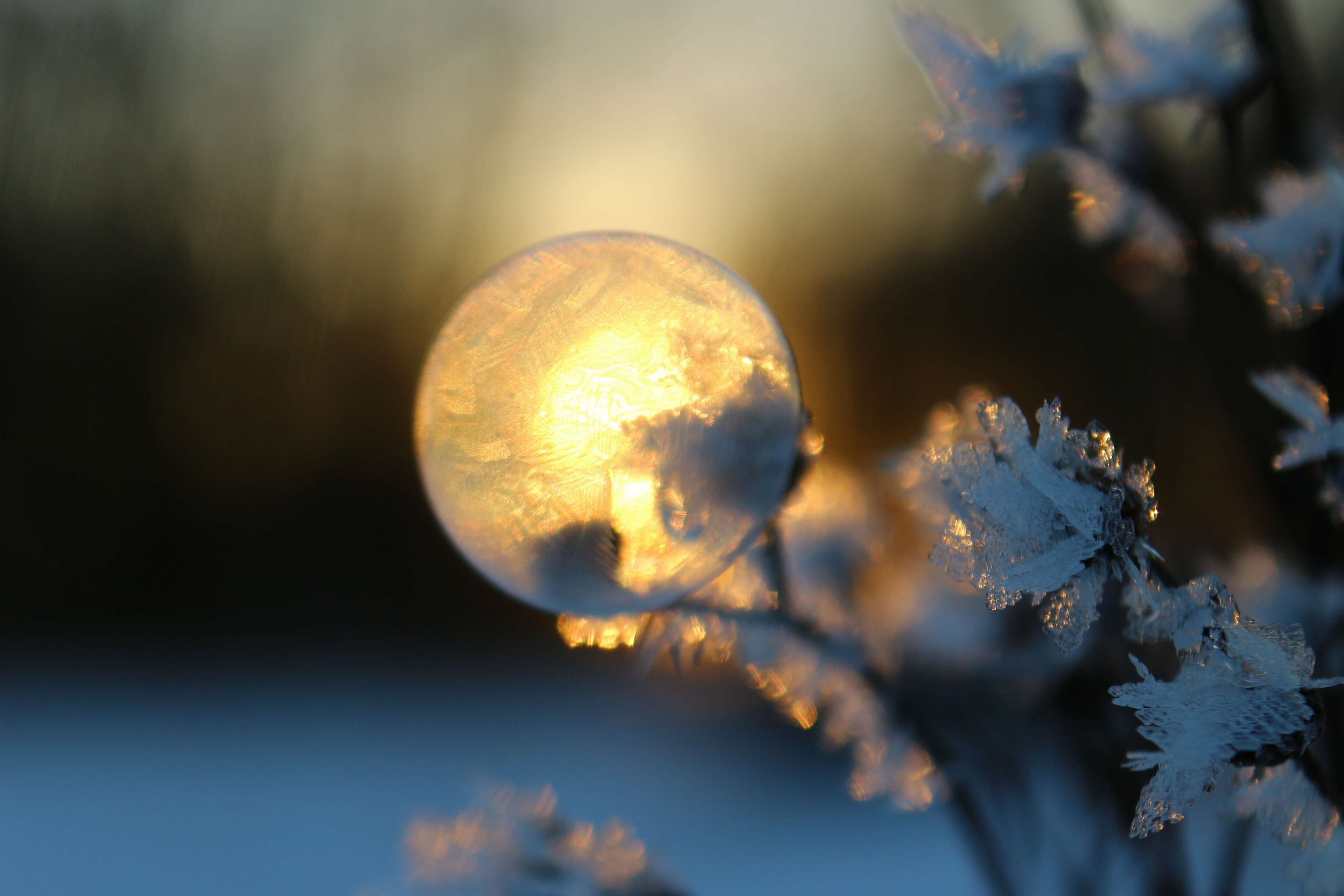 frozen, winter, selective focus, cold temperature, nature, frost blister, focus on foreground, frozen bubble, 4K, no people, eiskristalle, outdoors, beauty in nature, HD Wallpaper
