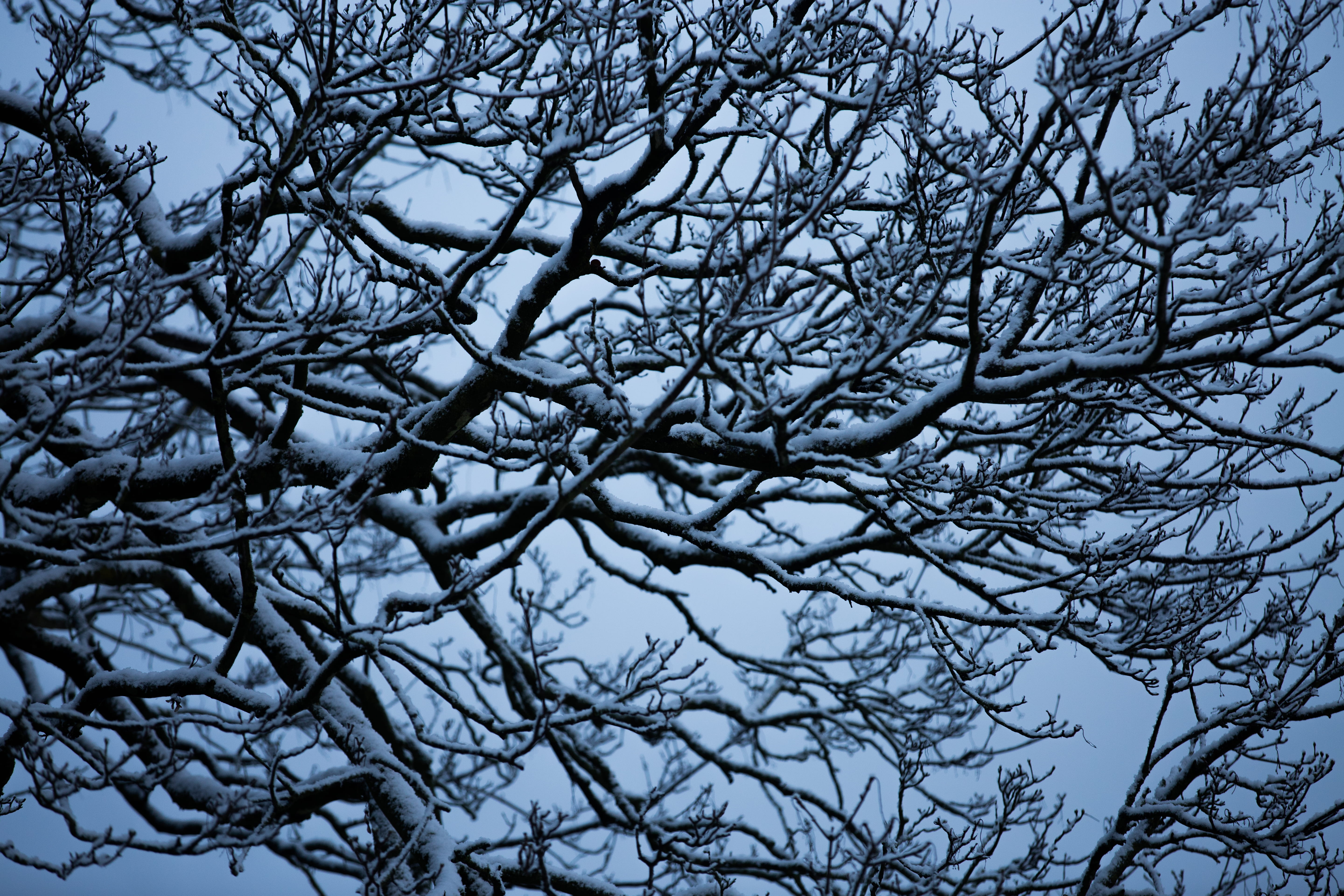 nature, 5K, spooky, Branches, beauty in nature, ice, backgrounds, Tree, full frame, weather, low angle view, day, scenics - nature, Snow, branch, cold temperature, HD Wallpaper