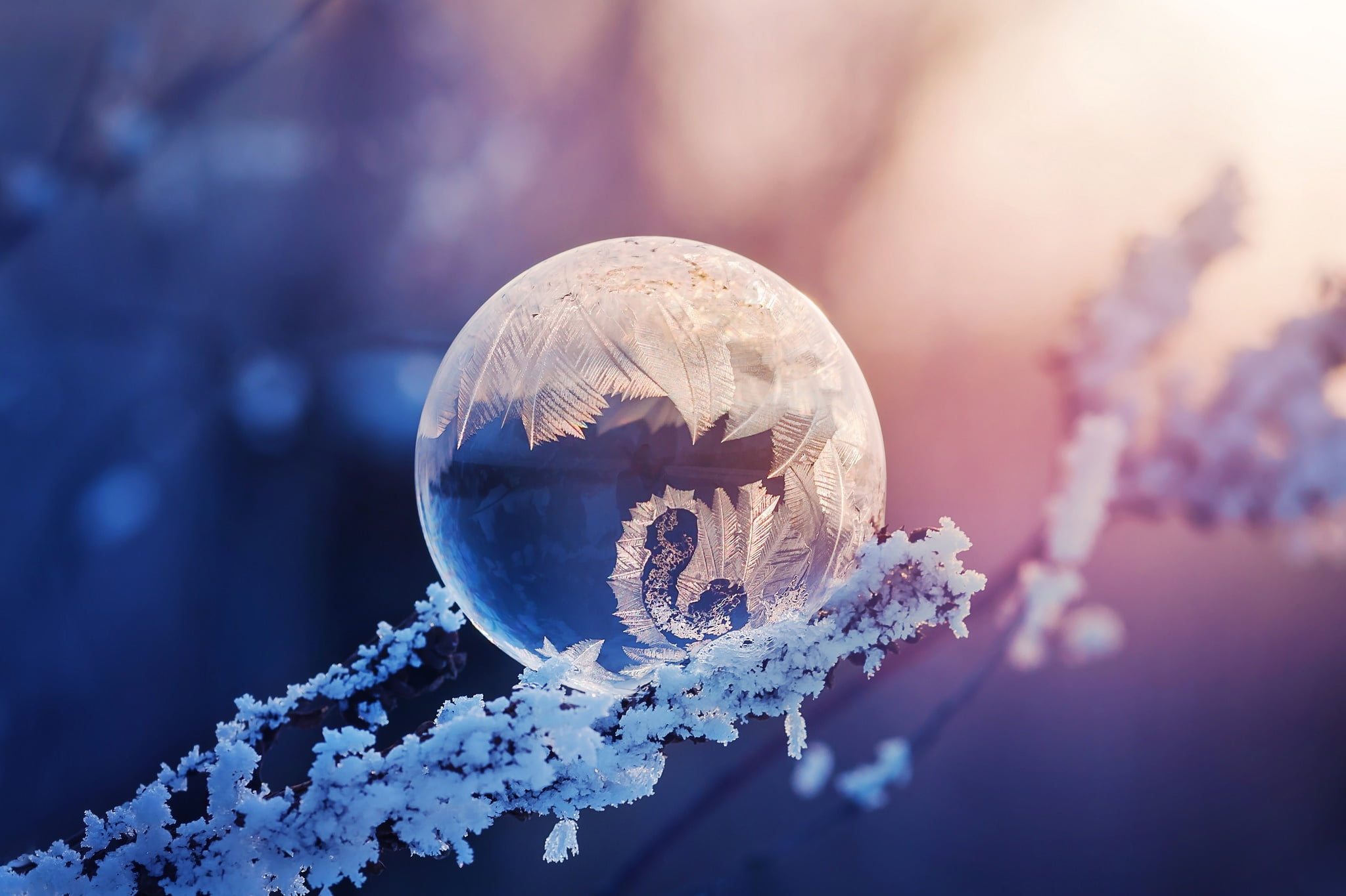 focus on foreground, bubble, flower, sphere, beauty in nature, branches, bokeh, growth, flowering plant, vulnerability, no people, pattern, frost, HD Wallpaper