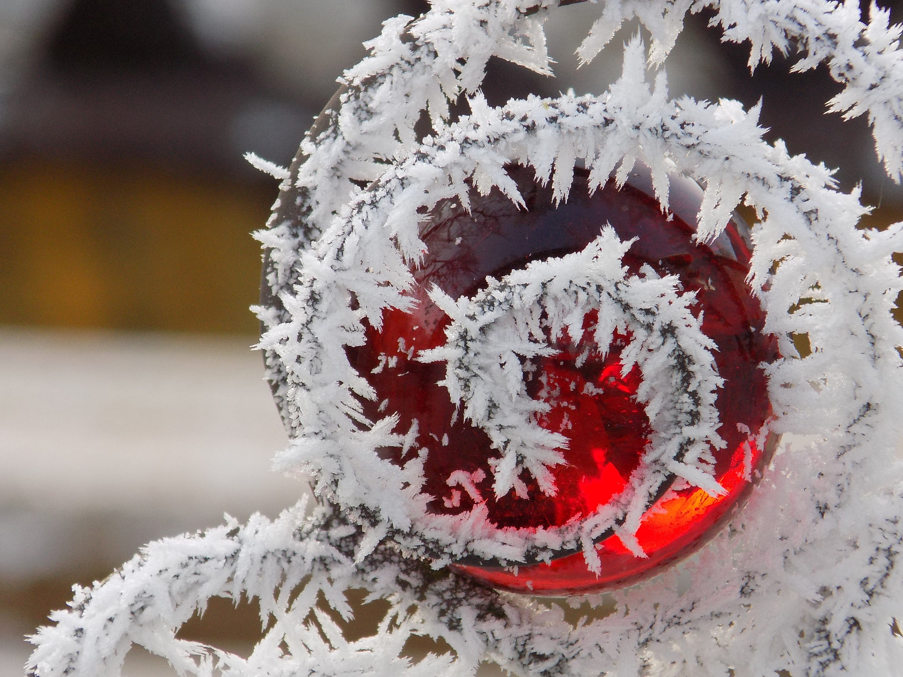 frozen, ice, close-up, frost, 2K, focus on foreground, no people, glass globe, rime, winter, beauty in nature, day, outdoors, nature, plant, cold temperature, HD Wallpaper