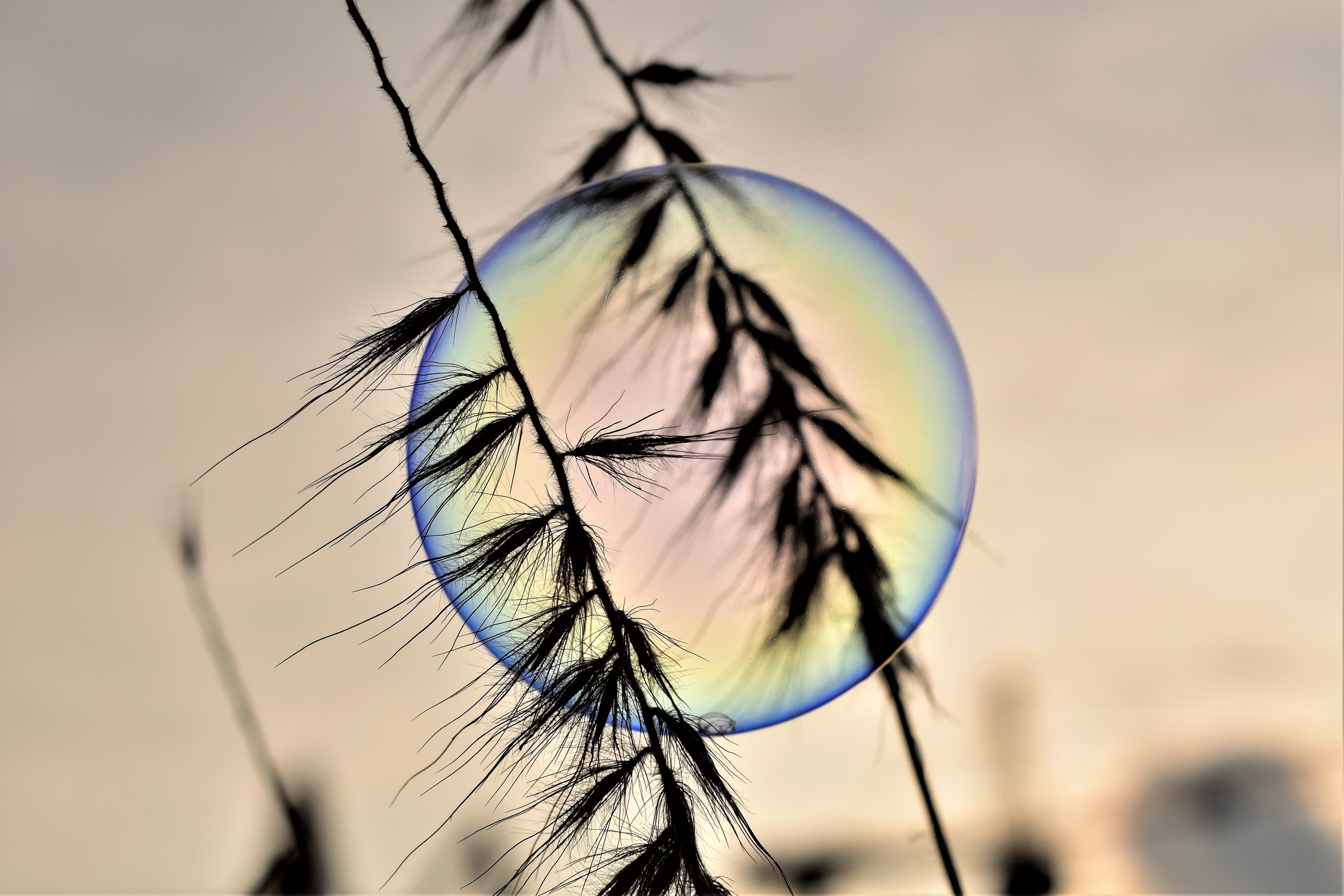 beauty in nature, rainbow colors, day, plant, sunrise, no people, sky, grasses, rainbow, spherical, fragility, 4K, reflection, eye, focus on foreground, HD Wallpaper