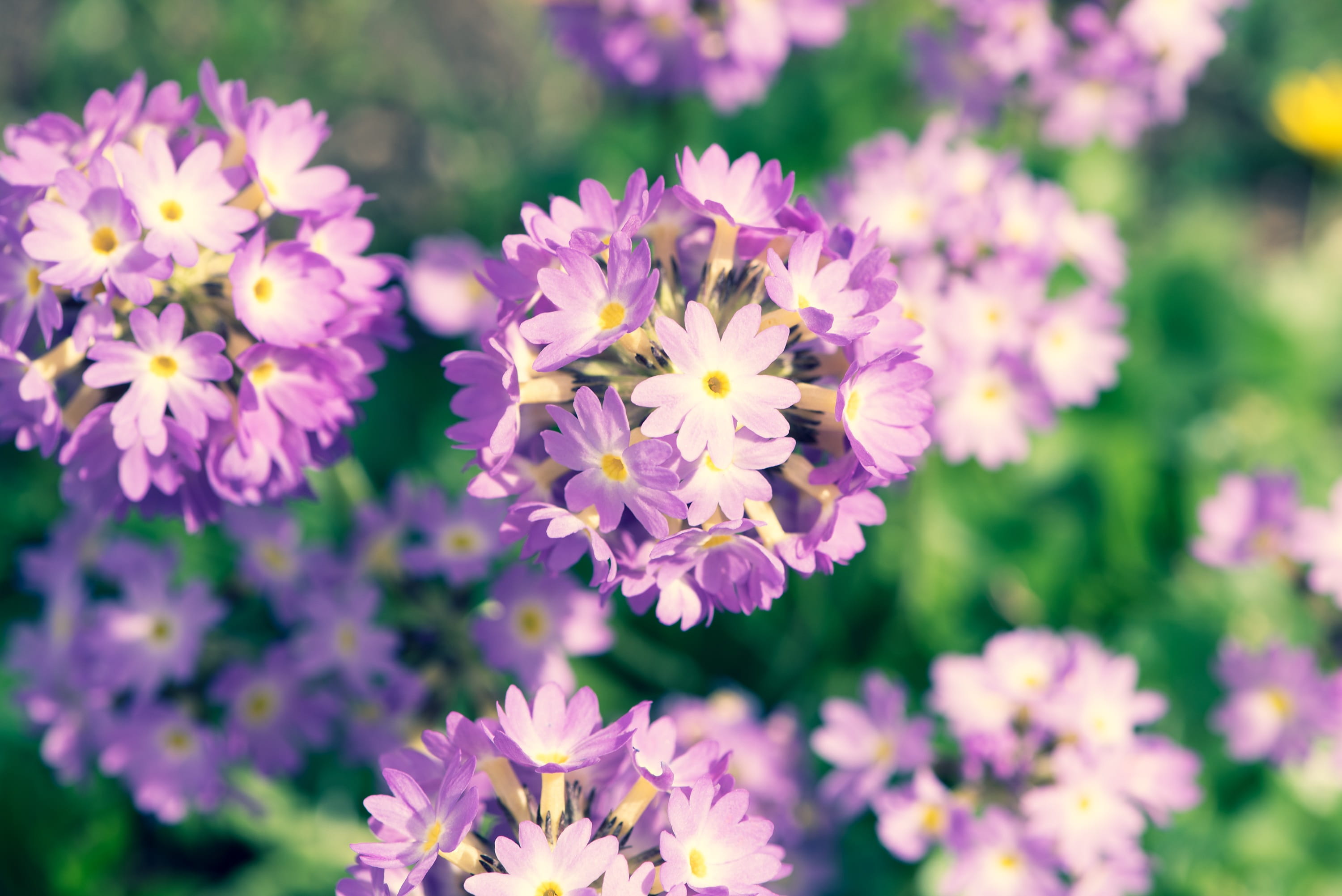 garden, fragility, flower head, day, growth, beauty in nature, flowering plant, flora, vulnerability, bloom, freshness, sunlight, inflorescence, nature, HD Wallpaper
