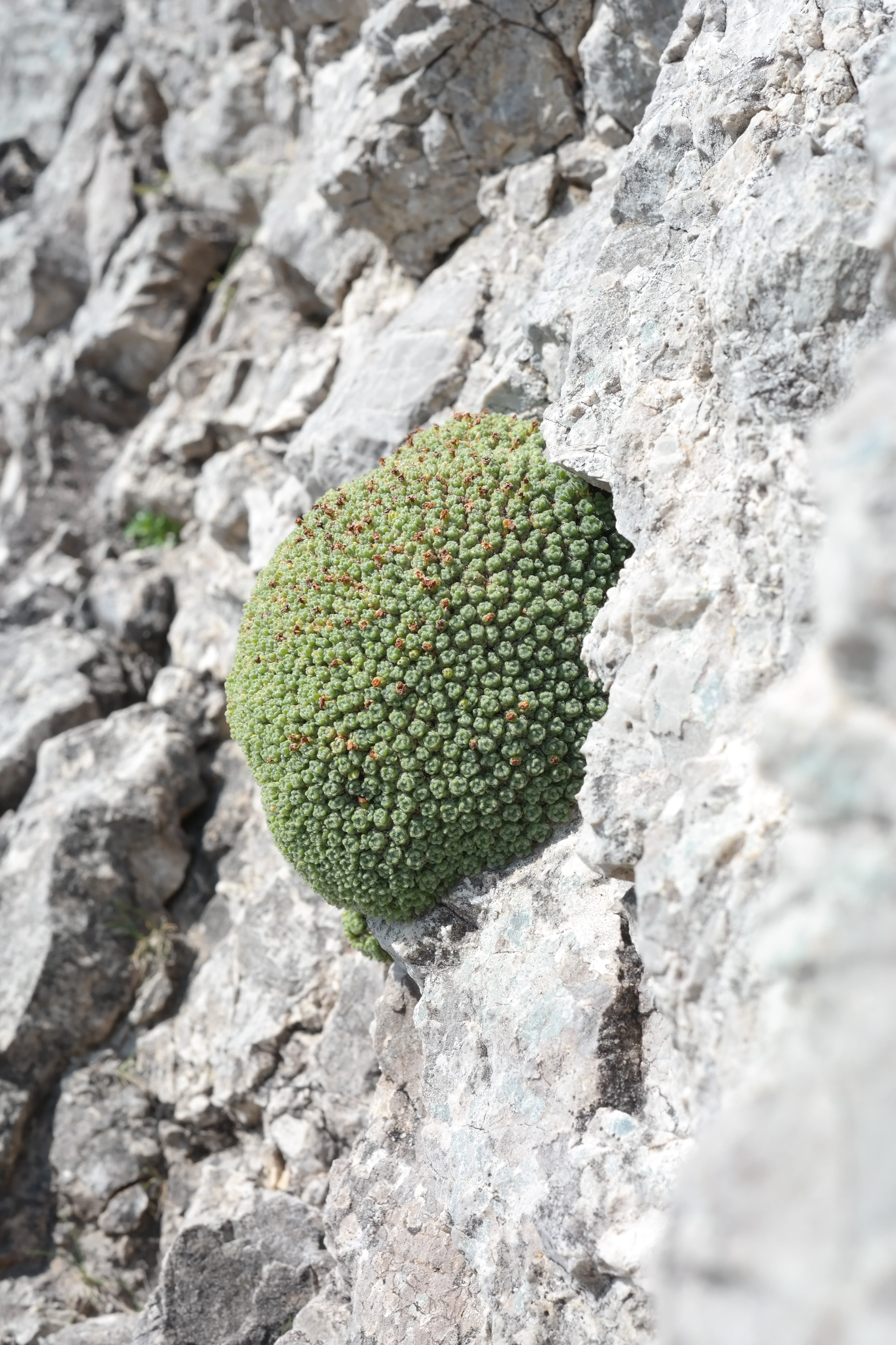 rough, food, man sign, primulaceae, close-up, alpine, hairy, tree, organic, Sign, growth, nature, globose, pincushion, no people, pillowed, androsace helvetica, Phone HD Wallpaper