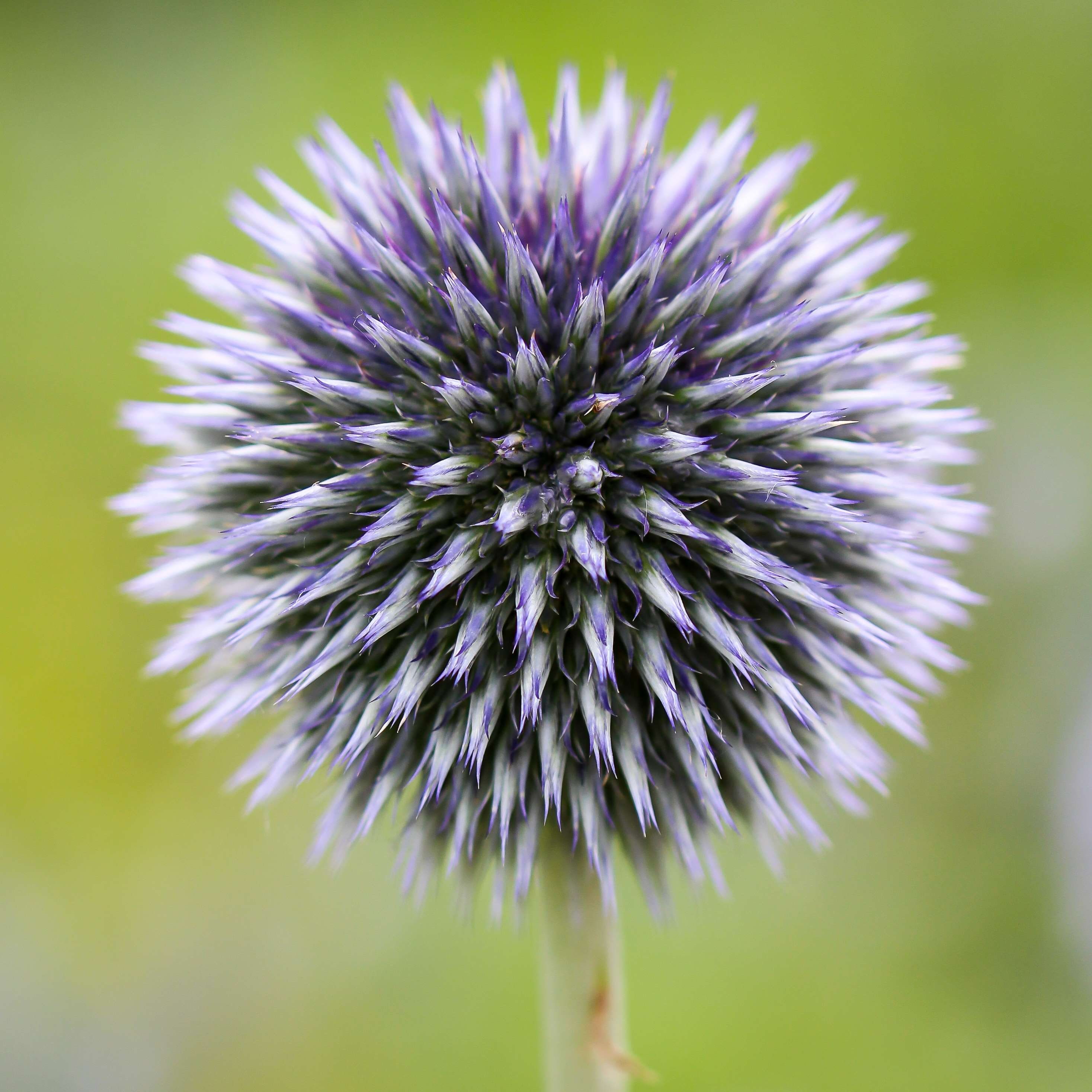 spherical, vulnerability, fragility, nature, macro, globe thistle, globose, plant, close, wild flower, flora, flower, petal, freshness, outdoors, focus on foreground, Phone HD Wallpaper