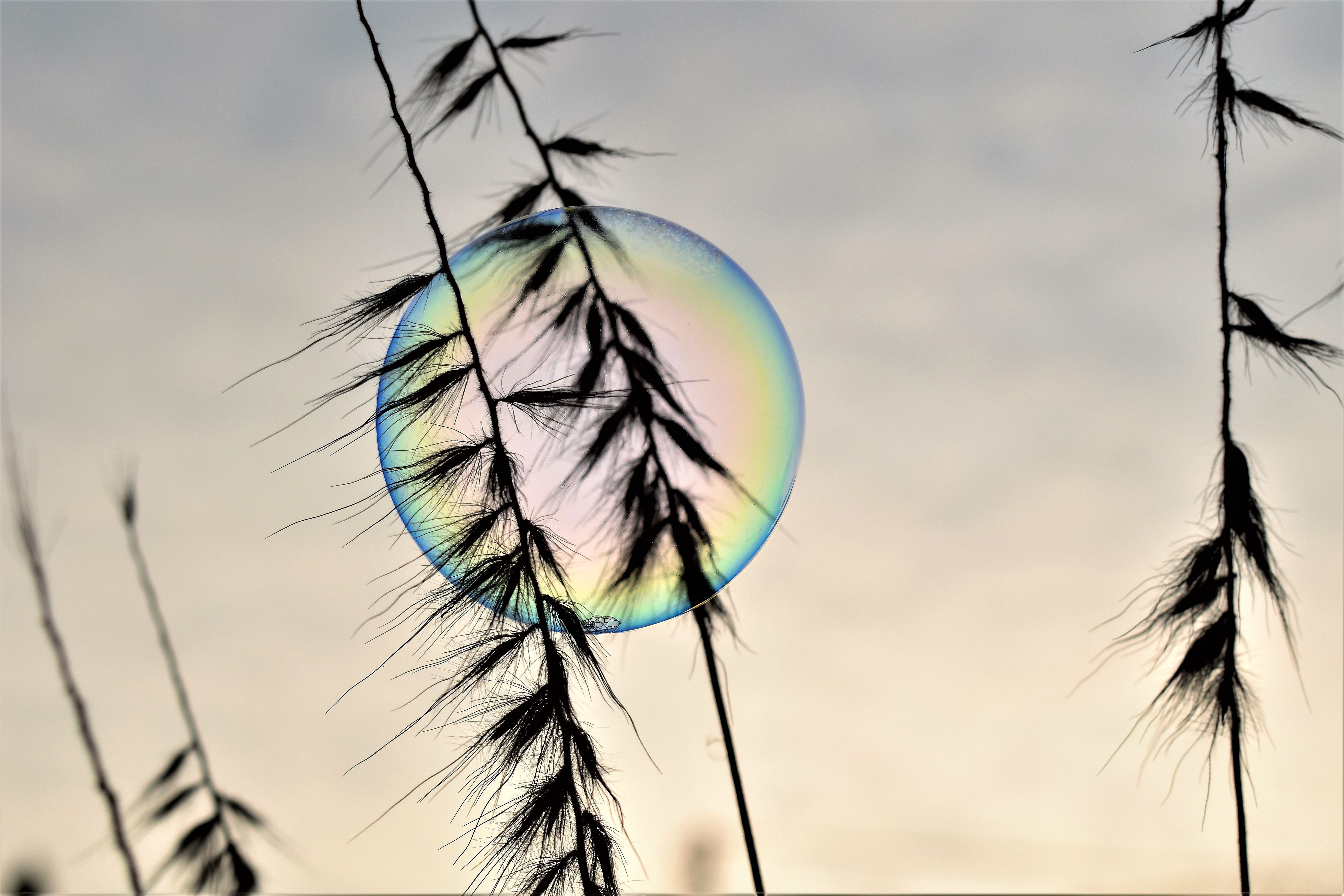 outdoors, beauty in nature, focus on foreground, low angle view, day, rainbow colors, shimmer, sunrise, shape, plant, close-up, fragility, circle, tranquility, HD Wallpaper