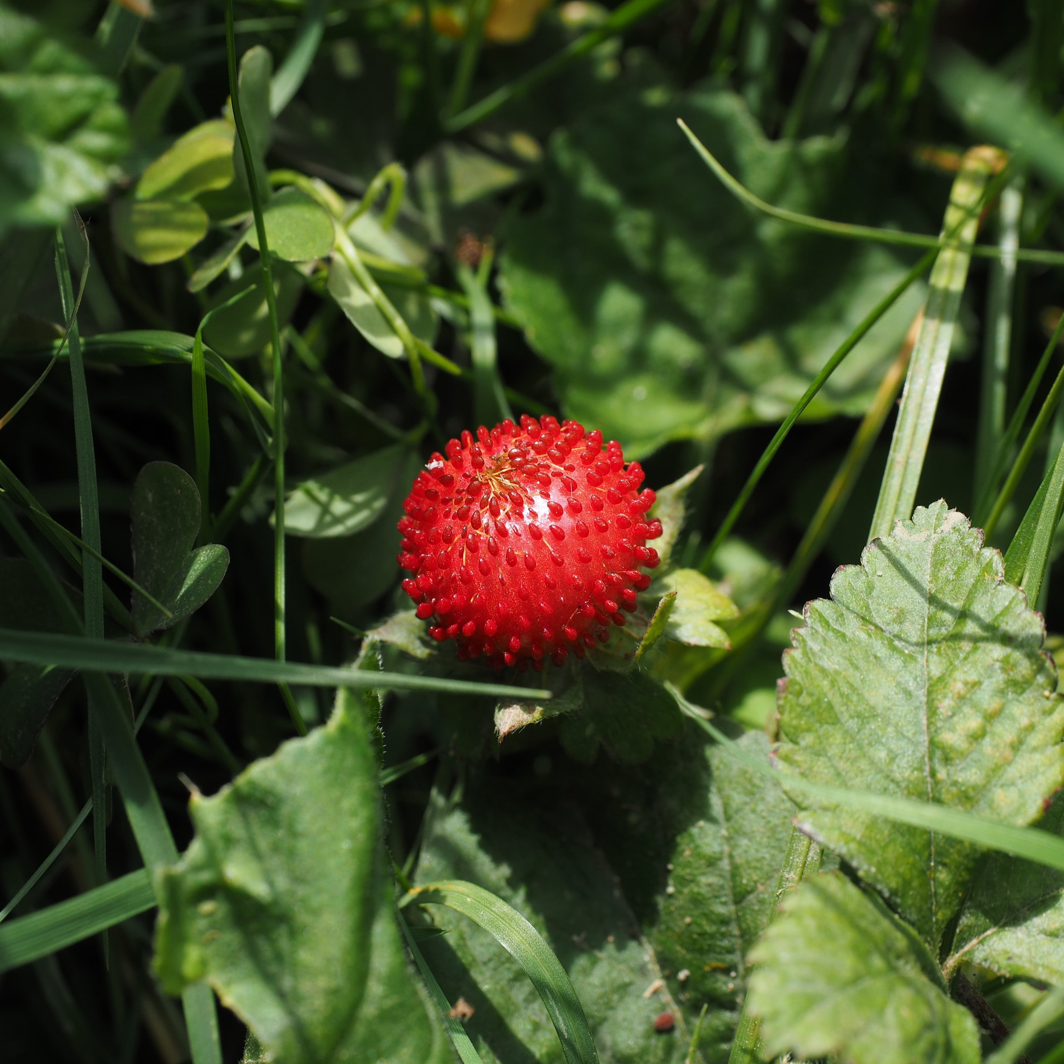 ornamental plant, no people, indian translucent strawberry, spherical, spherical shape, 2K, plant, potentilla indica, red, plant part, growth, food, healthy eating, Phone HD Wallpaper