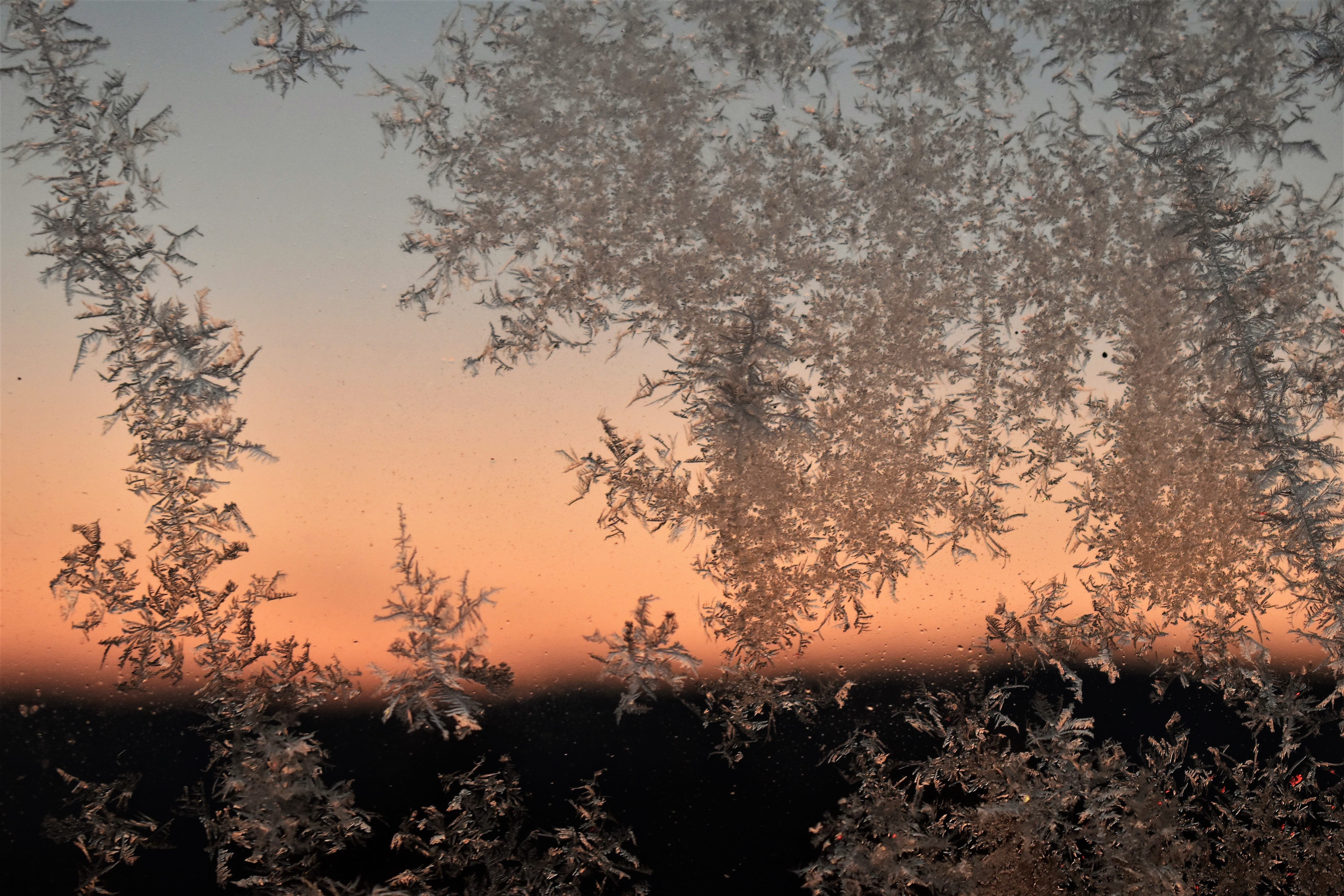 sunset, tranquil scene, crystallization, nature, ice pattern, sky, non-urban scene, scenics, Frozen, 5K, growth, Winter, pine tree, Cold, tree, tranquility, HD Wallpaper