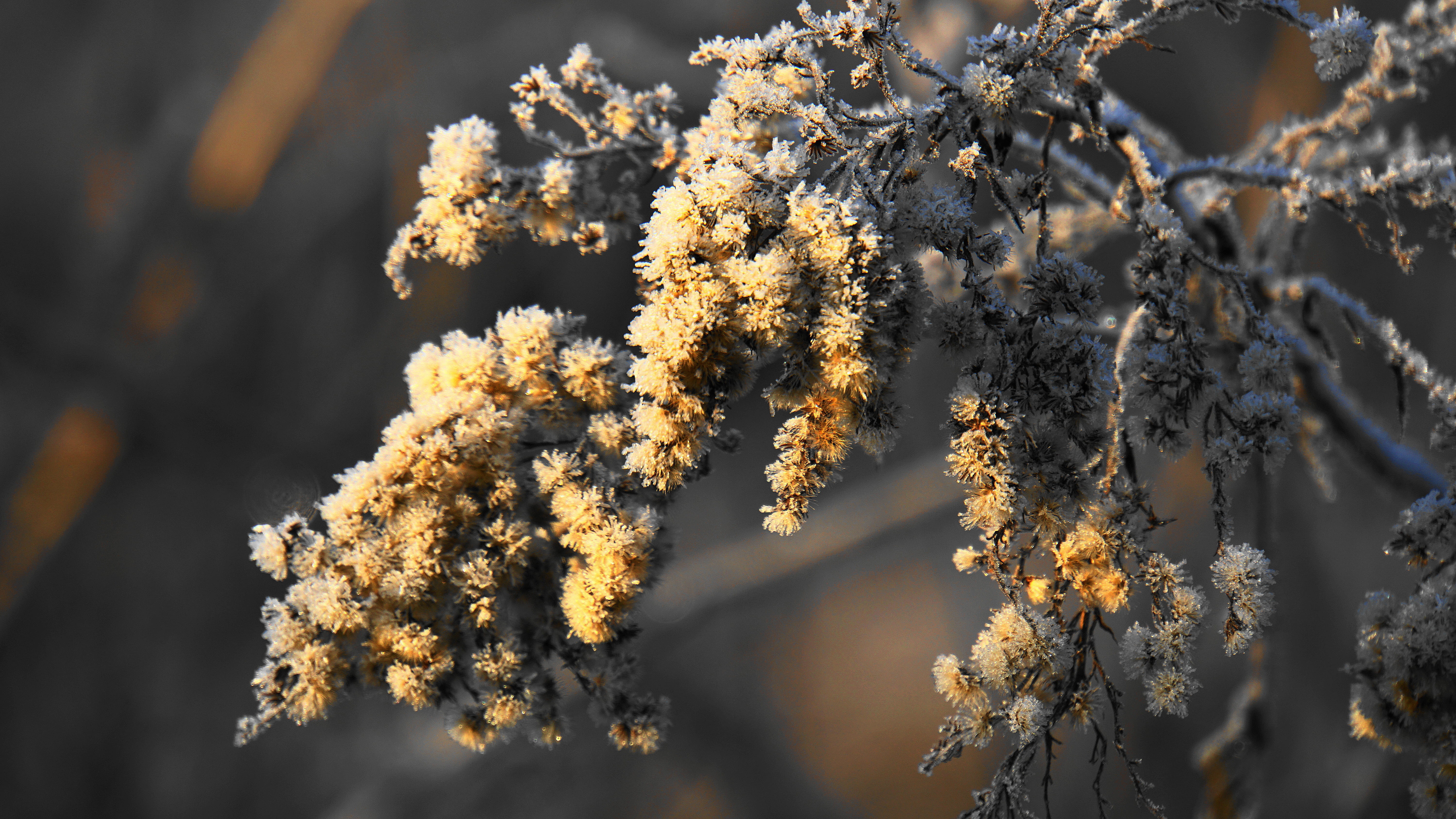 tree, hardest, frozen, selective focus, magic, frost, wintry, hoarfrost, branch, iced, tranquility, growth, cold temperature, plant, vulnerability, coniferous tree, HD Wallpaper