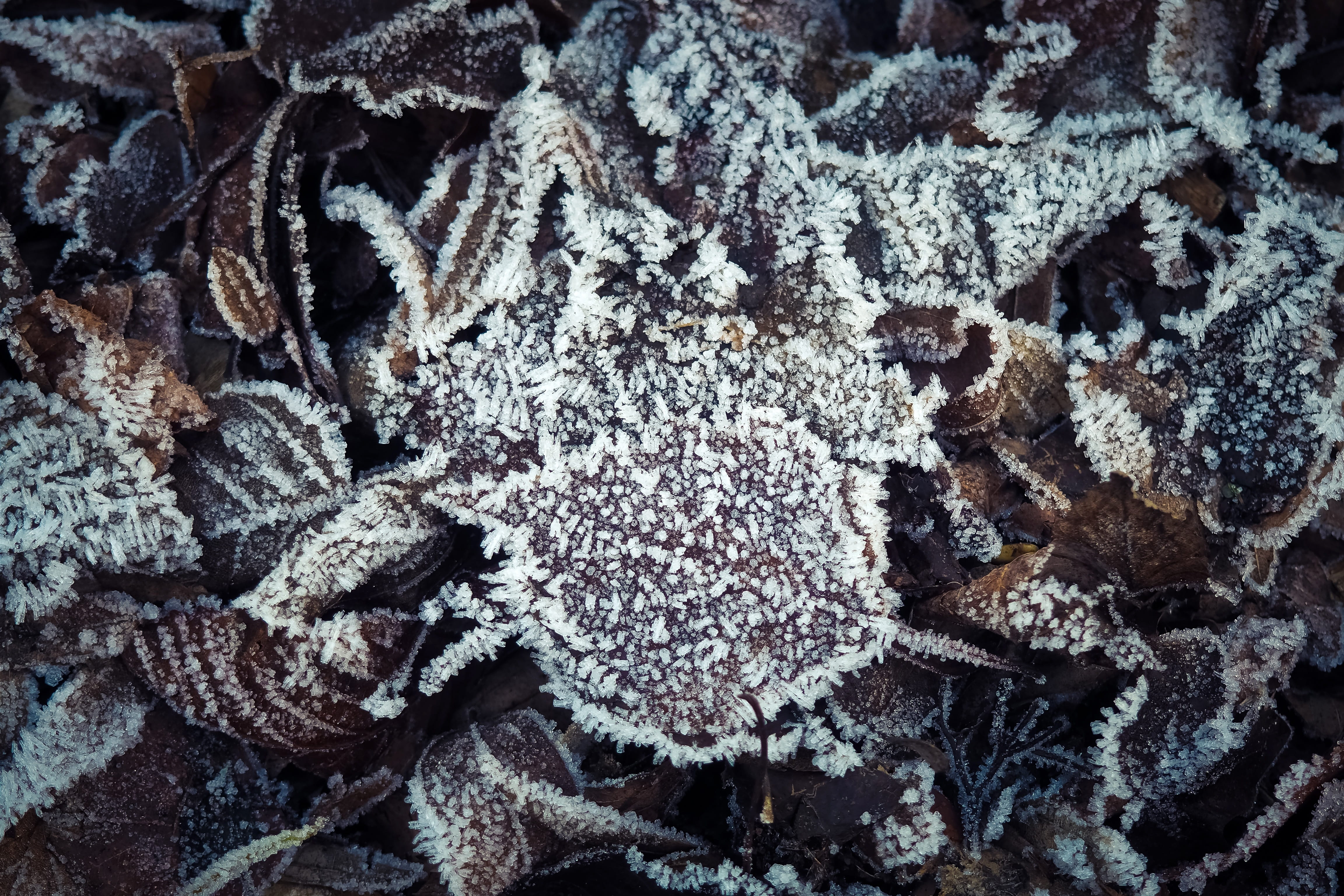 no people, frost, white color, pattern, cold, wintry, nature, wool, indoors, cold temperature, still life, textile, background, leaves, 4K, ripe, icy, HD Wallpaper
