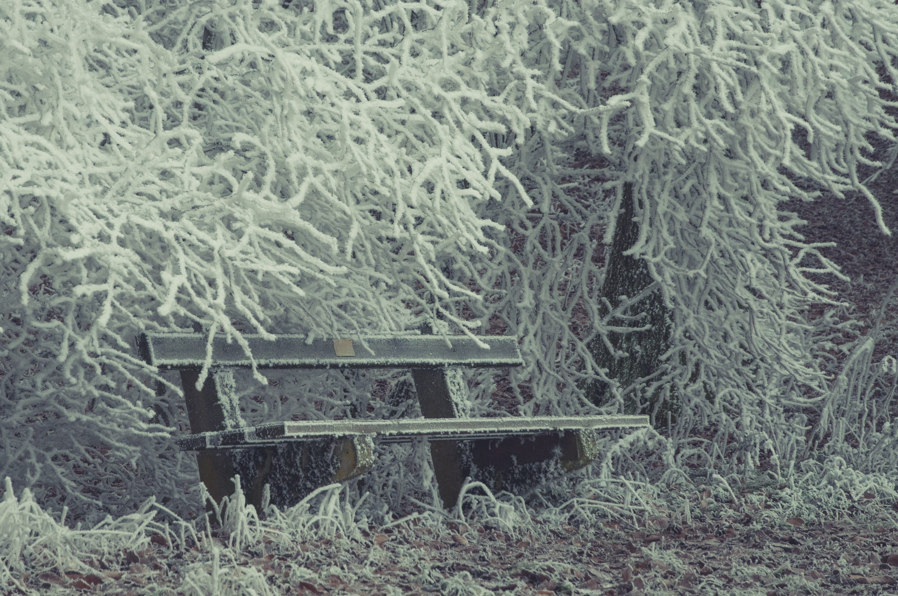 tranquility, park bench, day, frost, wintry, absence, bank, tree, Crystal, empty, growth, scenics - nature, surface, Ice, bench, Frozen, tranquil scene, HD Wallpaper